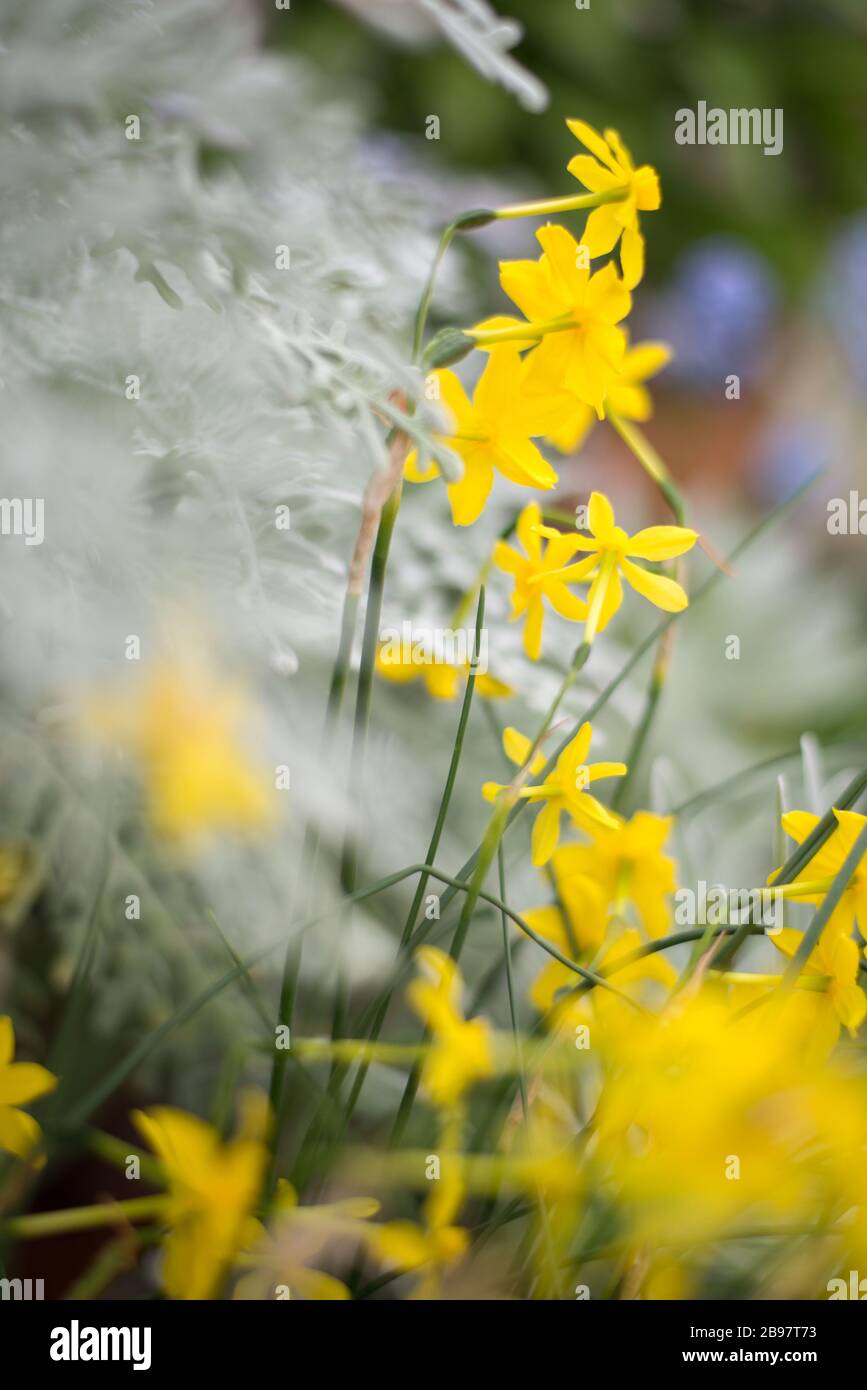 Narcissus jonquilla, Jonquil, Rush Daffodil Flowers in den Royal Botanical Gardens in Kew, Richmond, London Stockfoto