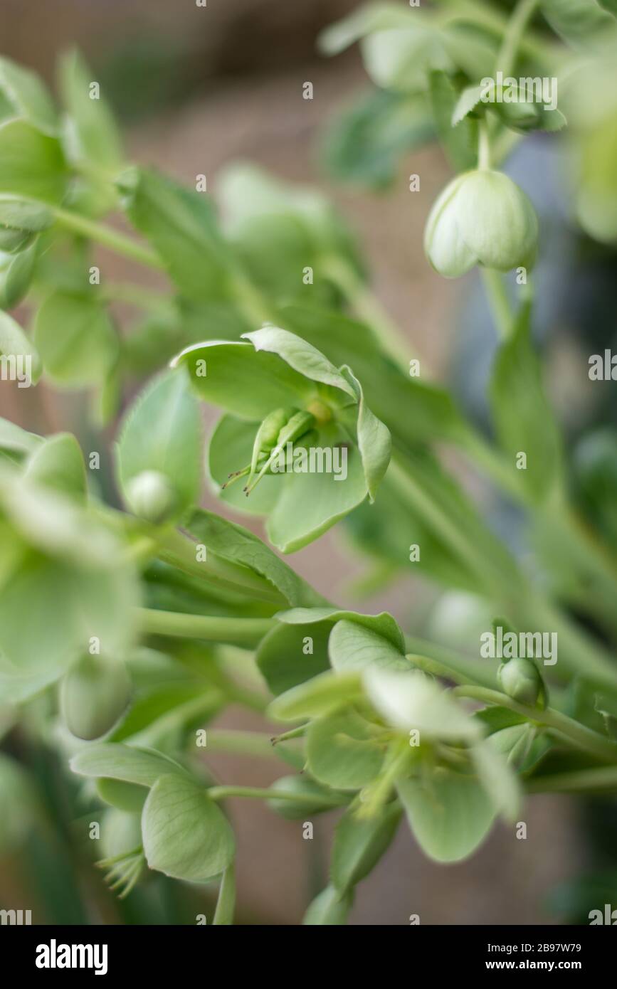 Hellebore Hellabore Hellebores Winter Rose Lenten Rose Rose Blumen in den Royal Botanical Gardens in Kew, Richmond, London Stockfoto