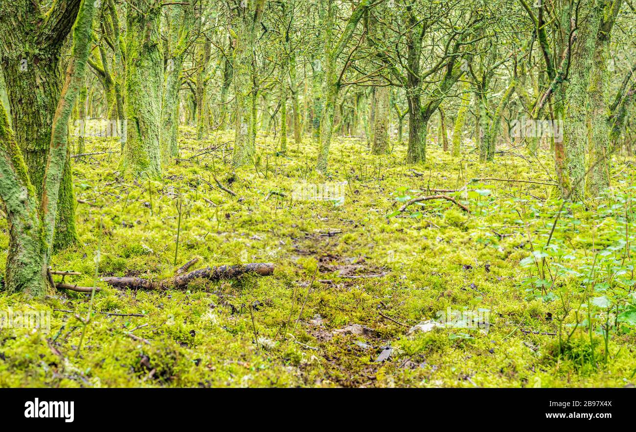 Moos mit Teppich im alten Wald im South Downs National Park. Stockfoto