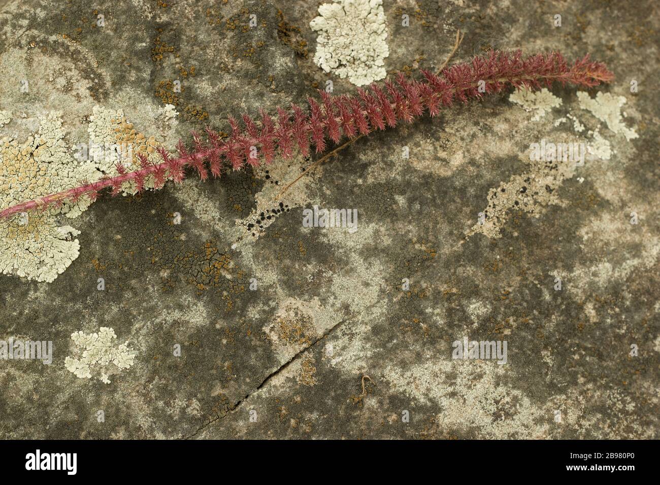 Kleiner Stamm auf einem Moostein Stockfoto