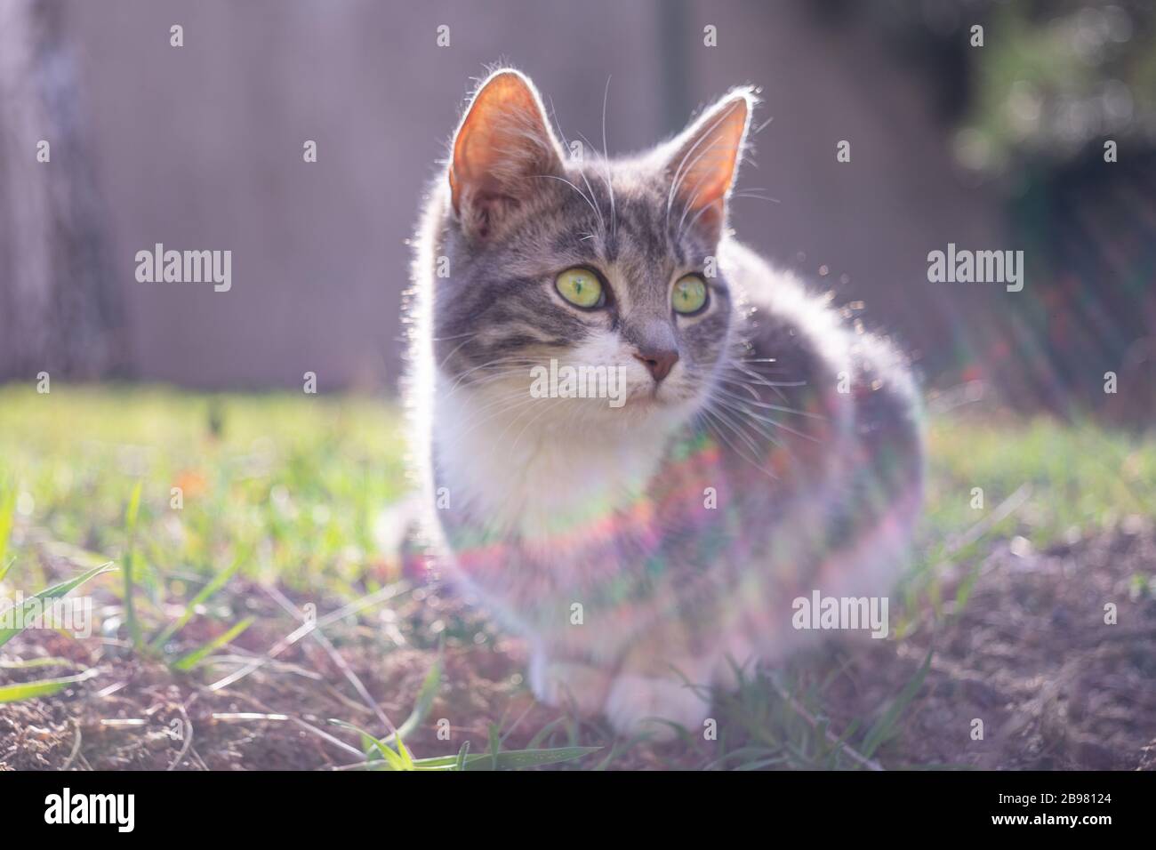 Aschetiere ruhen in einem sonnigen Garten Stockfoto