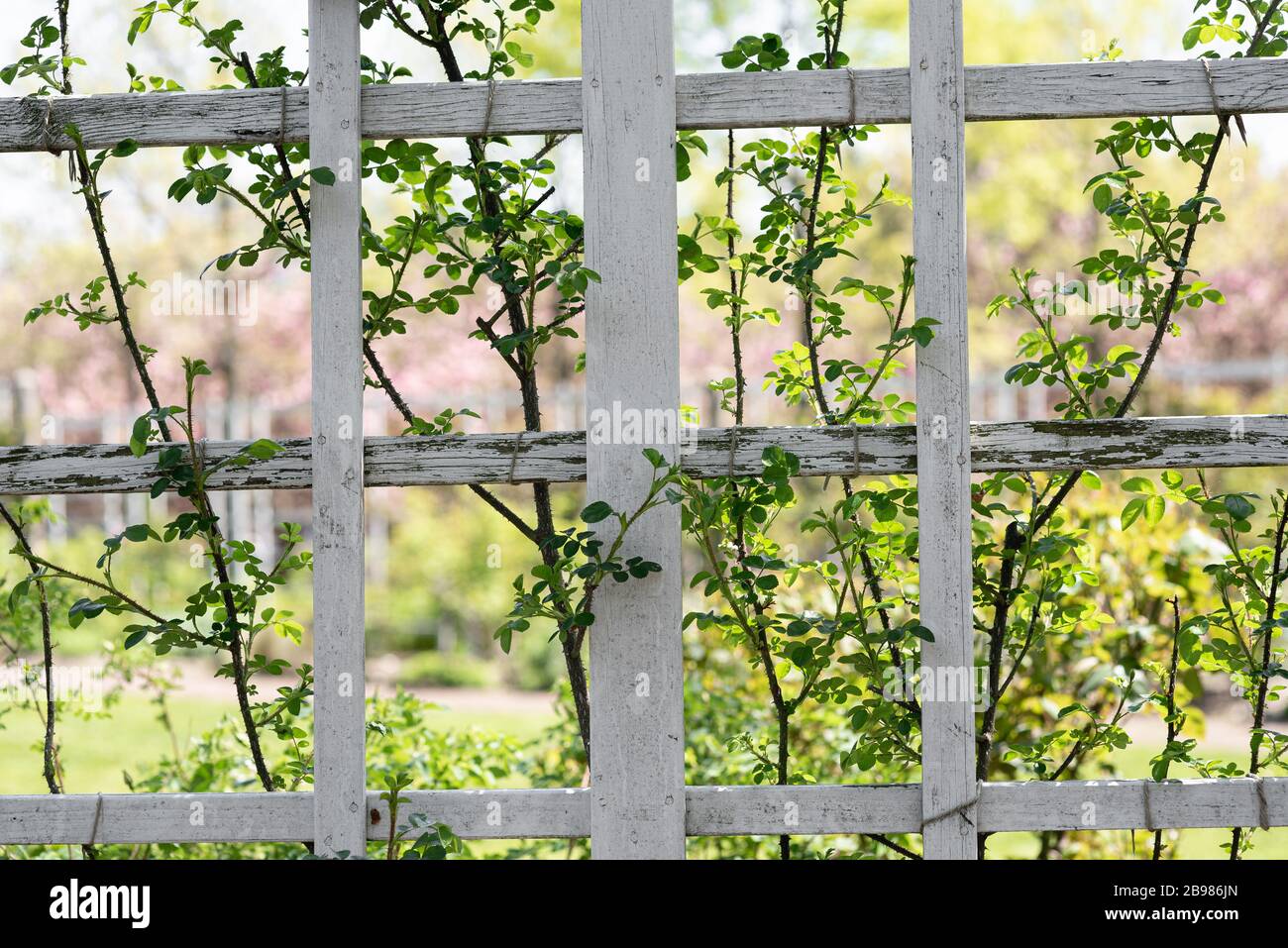 Der Frühling ist im Brooklyn Botanical Garden für ihr jährliches Cherry Blossom Festival entstanden. Stockfoto