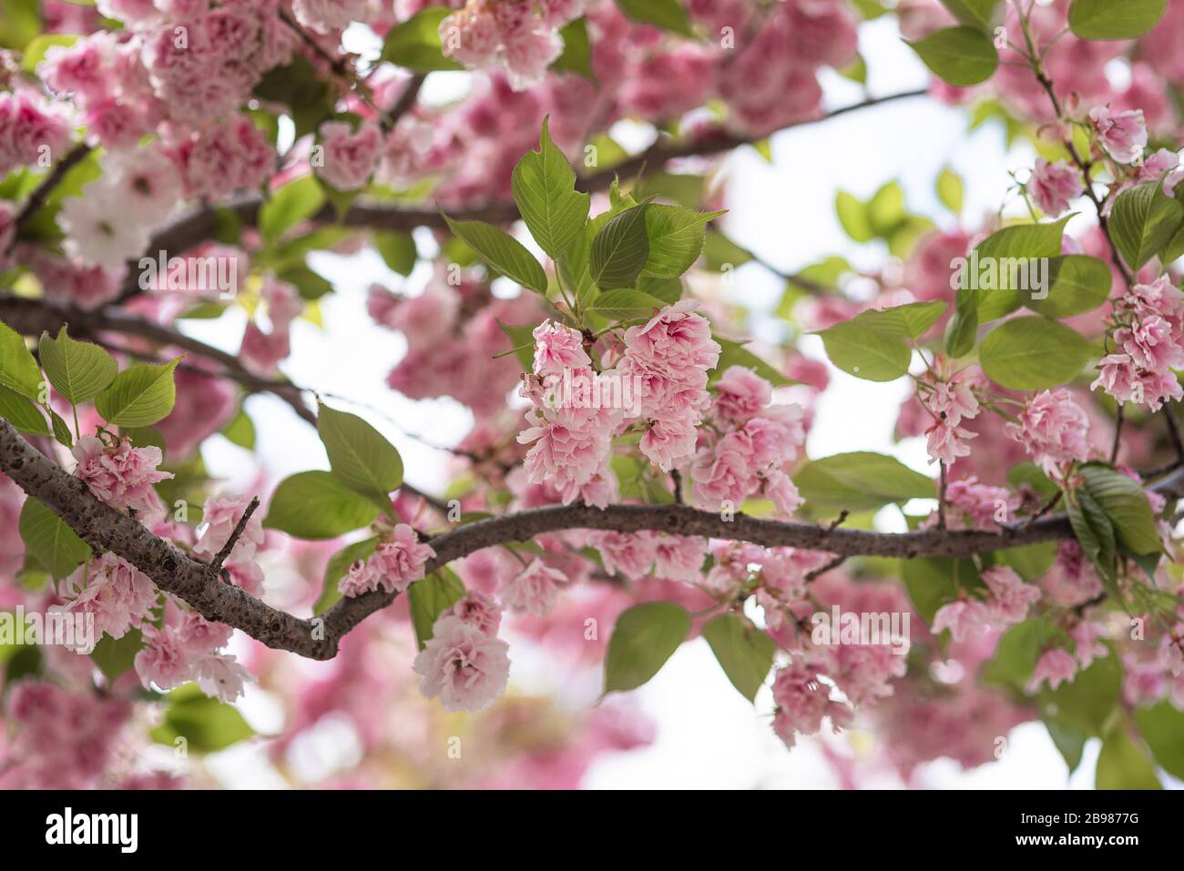 Der Frühling ist im Brooklyn Botanical Garden für ihr jährliches Cherry Blossom Festival entstanden. Stockfoto