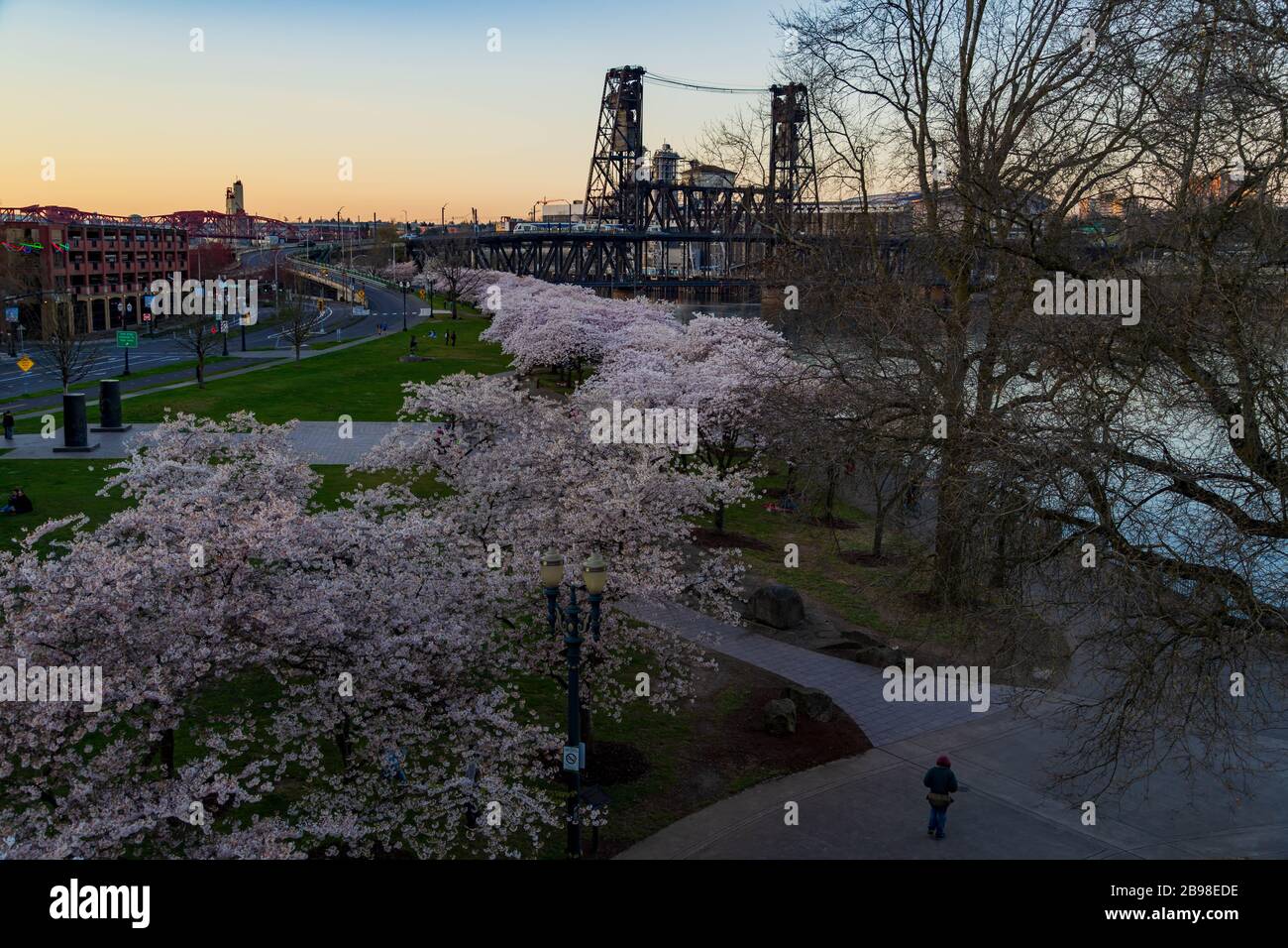 Frühlingskirsche blüht am Waterfront Portland, Oregon, USA Stockfoto