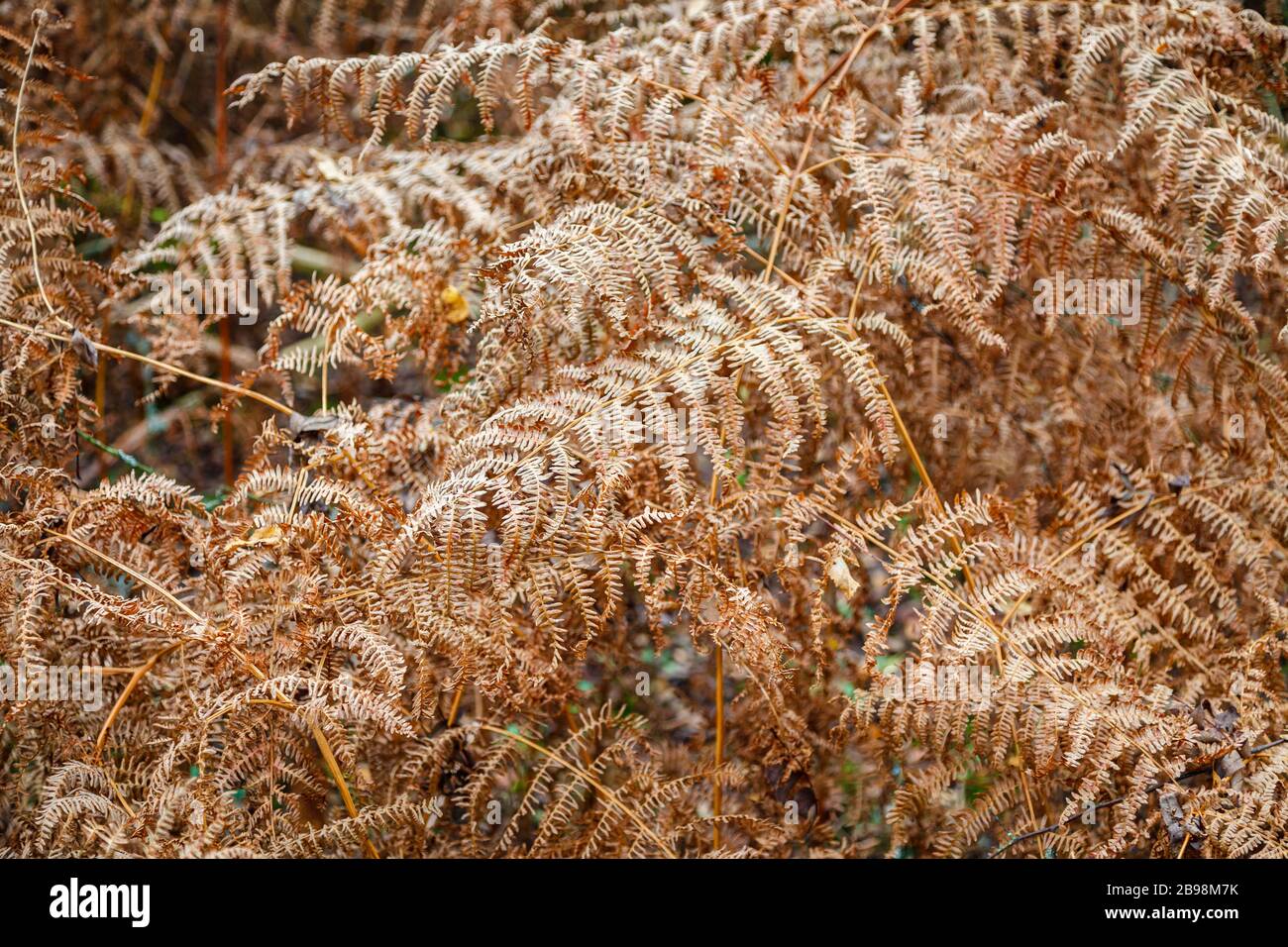 Farne und Bracken im Wald werden braun, whrend sie im Herbst sterben,  Frensham Great Pond in der Nhe von Farnham, Surrey, Sdostengland  Stockfotografie - Alamy