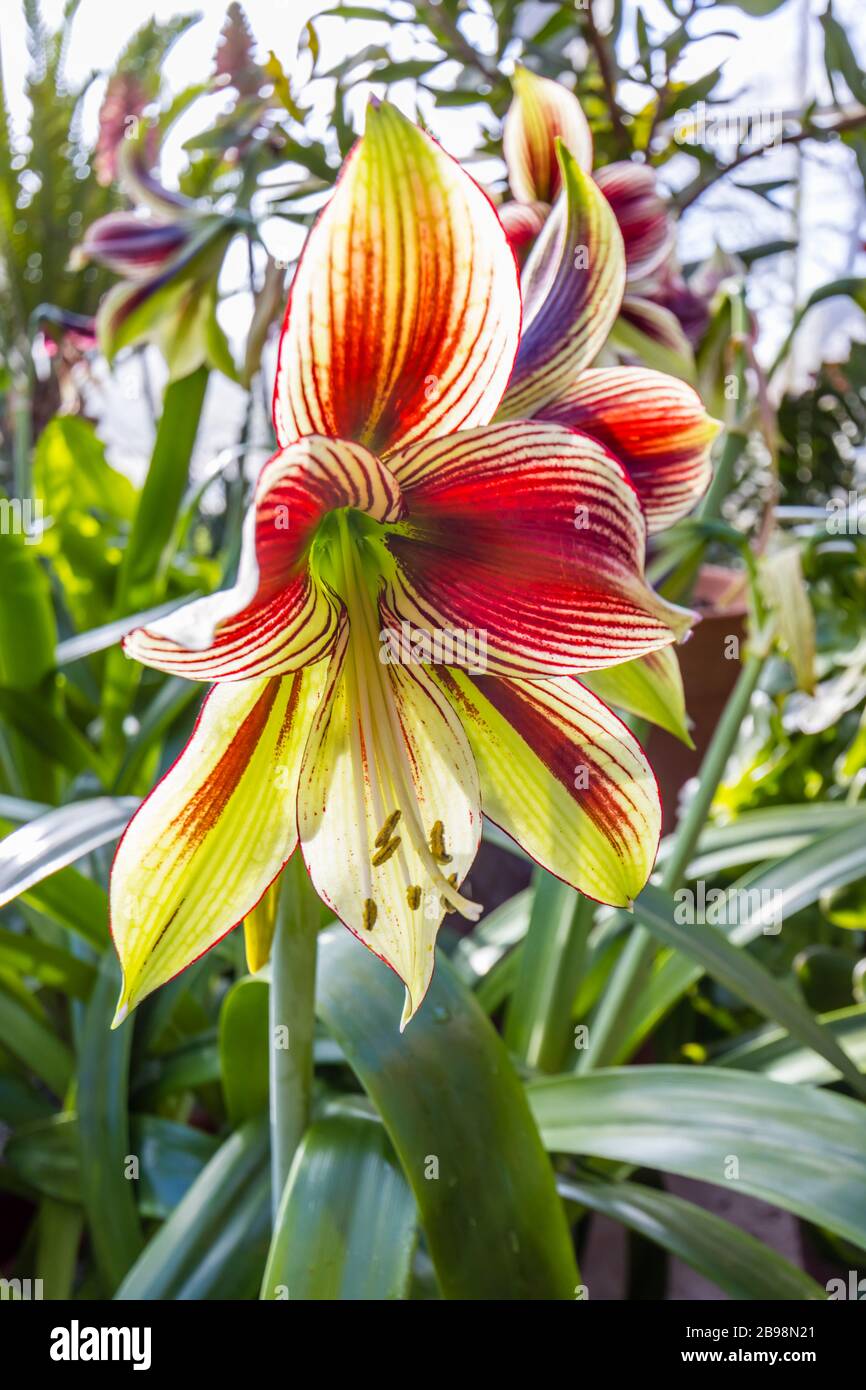 Grosse Kastanienbraune Trompeten Von Hippeastrum Papilio Butterfly Amaryllis Knurren Im Glasshouse In Rhs Garden Wisley Surrey Sudostengland Stockfotografie Alamy