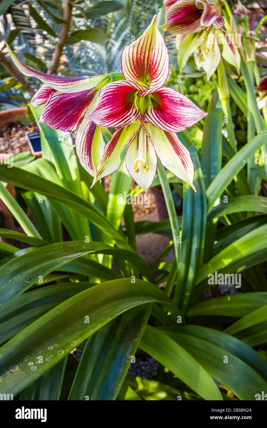 Hippeastrum Papilio Fotos Und Bildmaterial In Hoher Auflosung Alamy