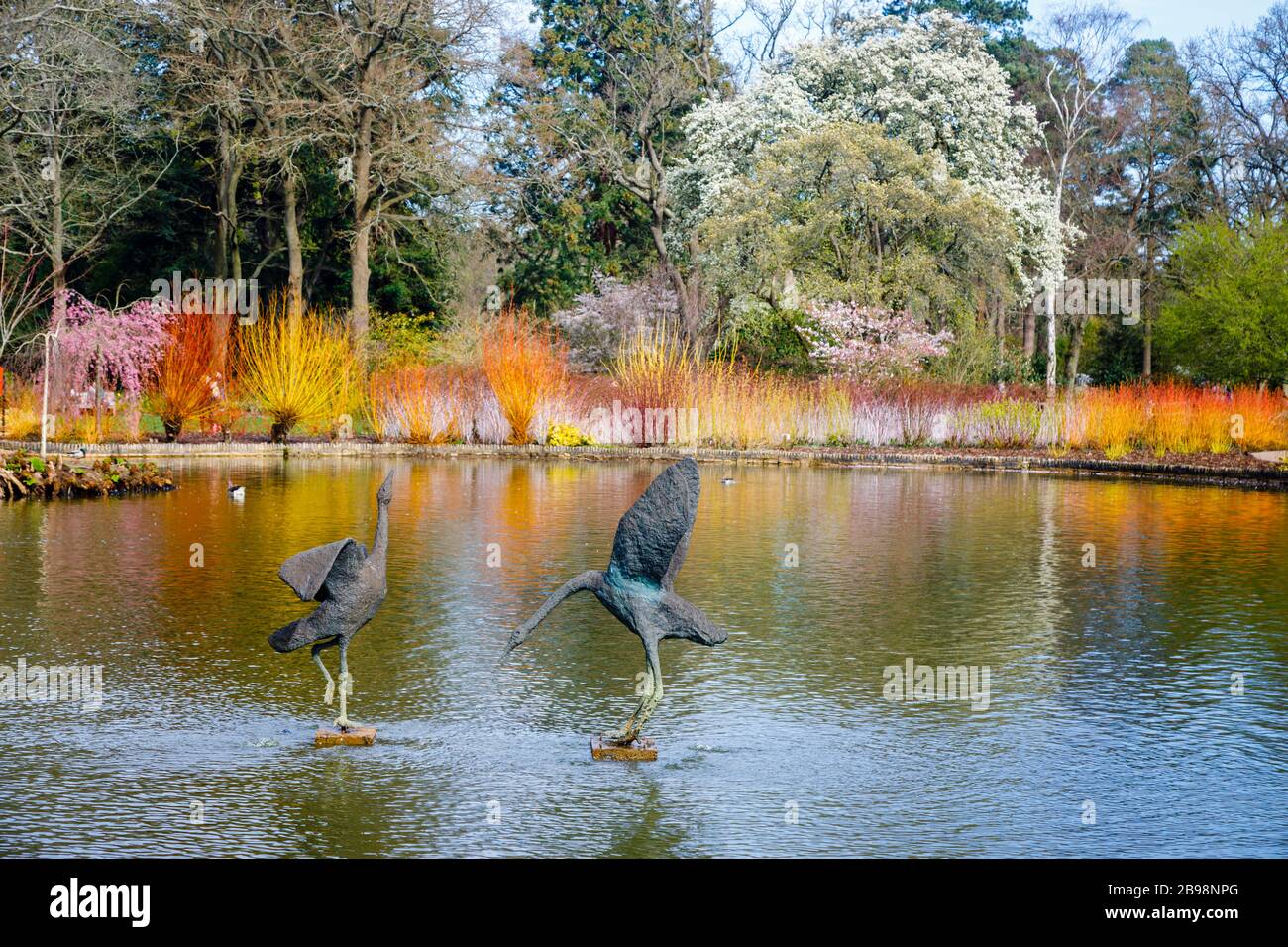 Skulpturen von Tanzkränen im See auf sieben Morgen, RHS Garden, Wisley, Surrey mit einer bunten Kulisse von blühenden Cornus (Dogwood) Bäumen Stockfoto