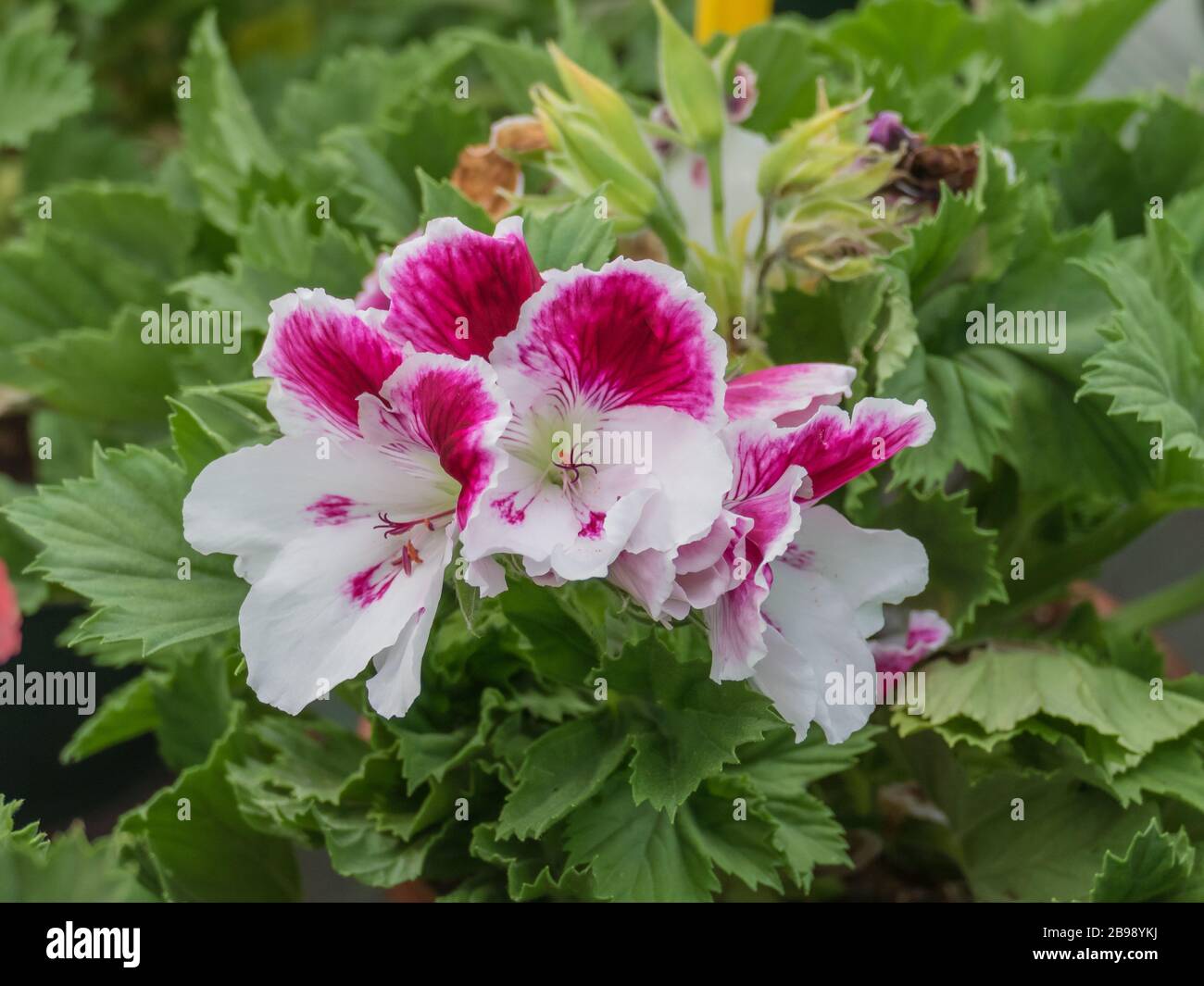 Pflanzen Pelargonium citrodorum mit Blumen wehrt Fliegen ab Stockfoto