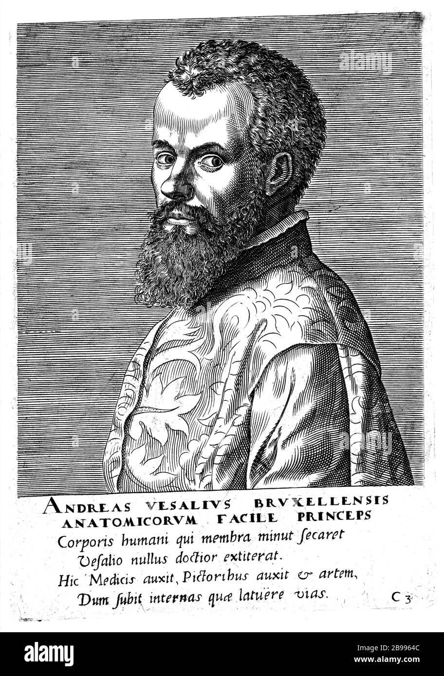 1543 Ca, BELGIEN: Der Flamische Anatom ANDREAS VESALIUS (* 1514; † 1564) alias ANDREA VESALIO alias Andreas van Wesel. Autor von de Humani Corporation Fabrica Libri Septem (auf dem Gewebe des menschlichen Körpers). Porträt des unbezifizierten Autors, XVII Jahrhundert . - ANATOMIE - ANATOMIE - ANATOM - ANATOMISTA - Wissenschaftler - Porträt - Ritratto - DOTTORE - MEDICO - MEDICINA - Medizin - SCIENZA - WISSENSCHAFT - DOTTORE - MEDICIAN - Illustration - Gravur - Incision - Bart - Barba - BELGIO -- Archivio GBB Stockfoto