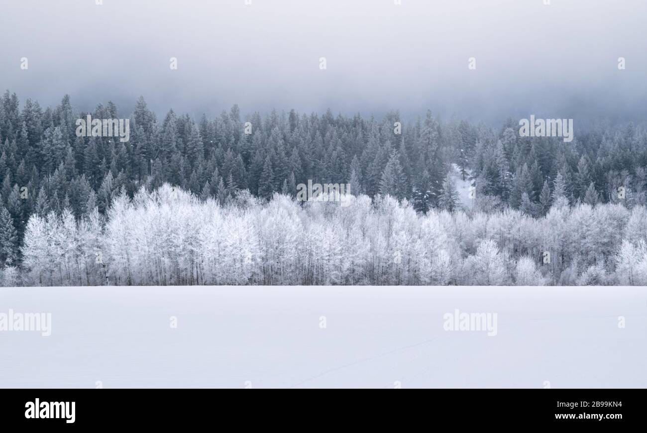 Winter Wonderland Forest: Immergrüne Bäume auf schneebedecktem Hügel - Washington, USA Stockfoto