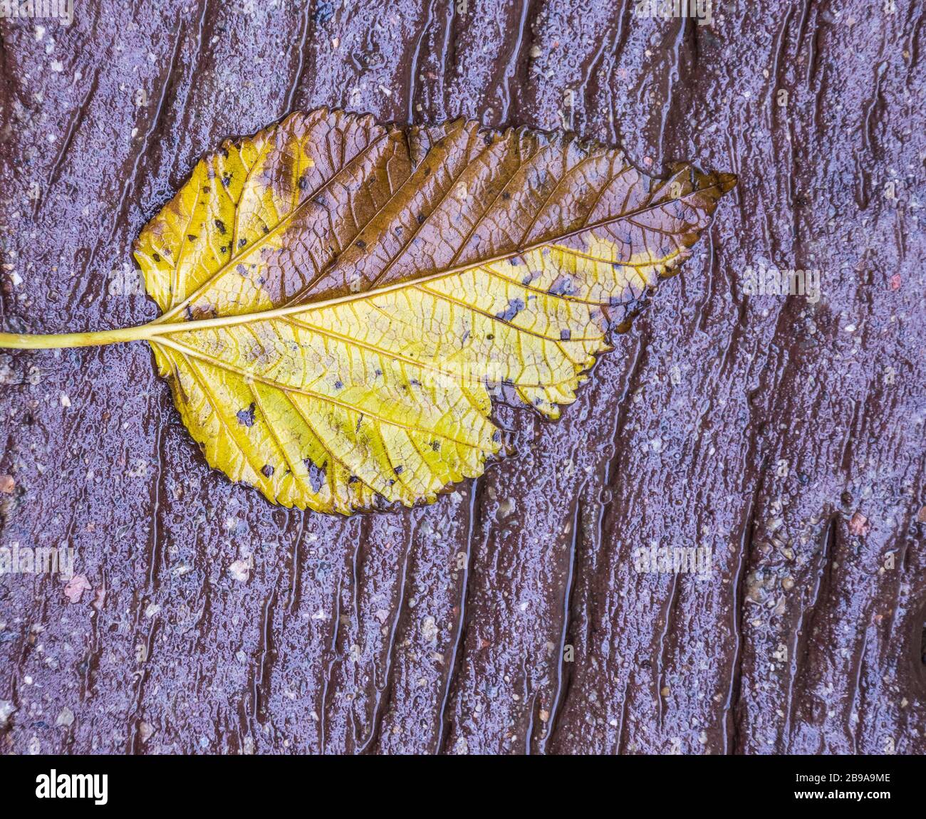 Gelbes Herbstblatt isoliert auf einer rauhen nassen braunen Oberfläche im Freien für Hintergrundnutzung mit Kopierraum Stockfoto