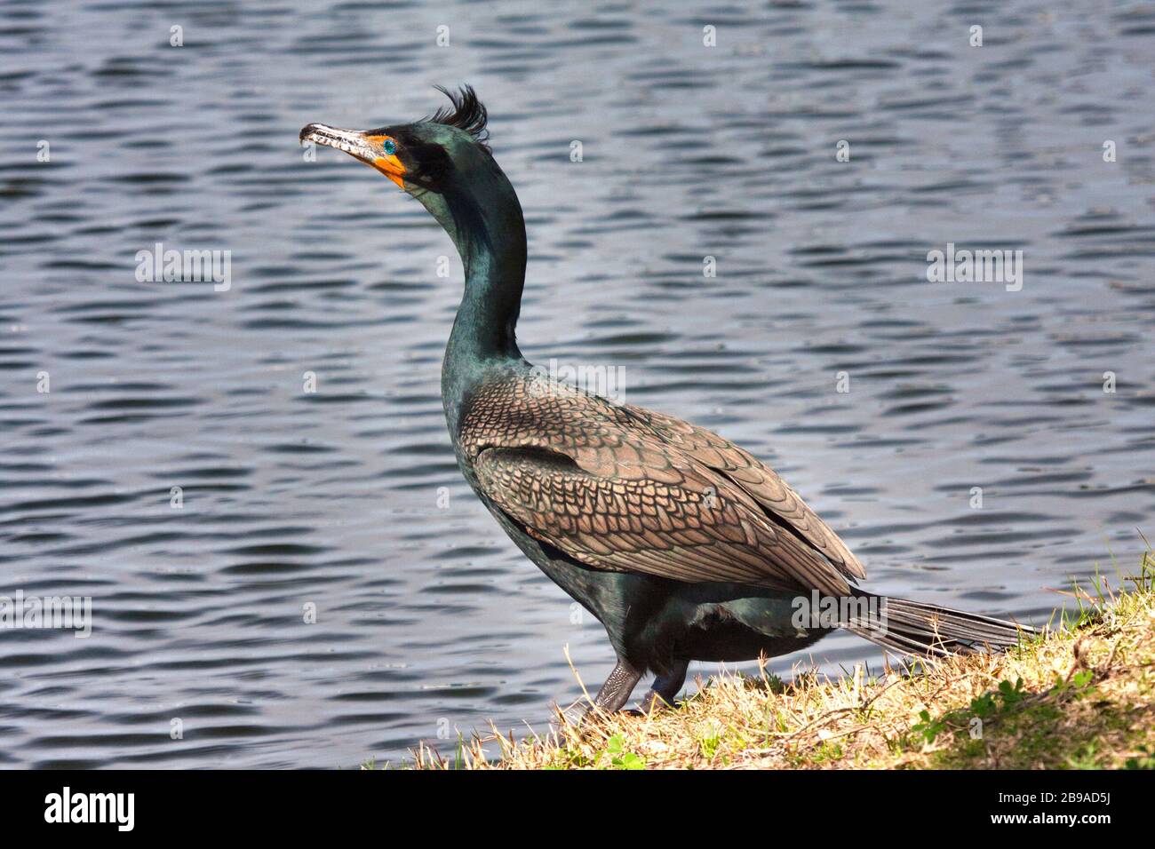 Farbenfrohes Pendant, das am Ufer eines kleinen Sees ruht. Stockfoto