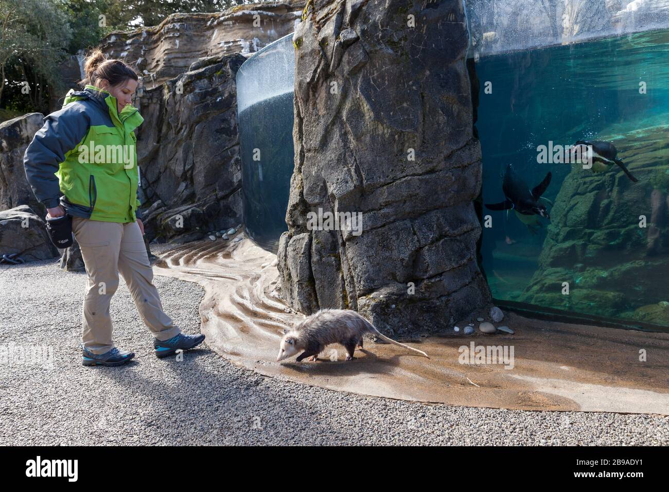 Tierpfleger Lindsay Simpson nimmt Clyde das Opossum auf einem Spaziergang durch das Pinguingehege während der vorübergehenden Schließung im Woodland Park Zoo von Seattle am 23. März 2020. Clyde ist einer der Botschaftertiere des Zoos, die in den Bildungsprogrammen des Parks Stars sind. Der Park wurde am 12. März 2020 nach der Richtlinie über staatliche Gesundheit und Regierungsbeamte geschlossen, um die Verbreitung des neuen Coronavirus in der Gemeinde zu verlangsamen. Stockfoto