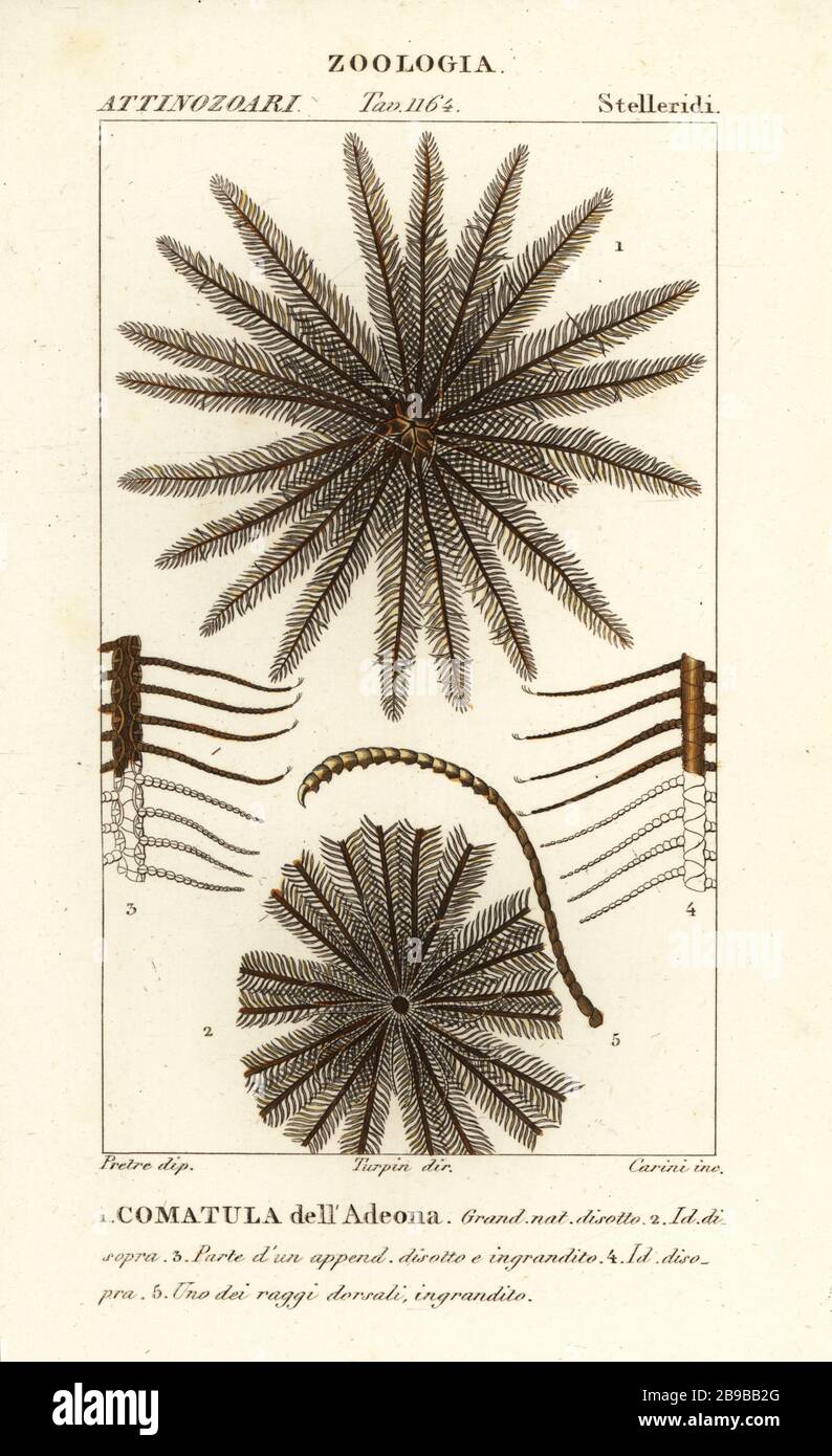 Federstern Crinoid, Oligometrides adeonae, Comatula adeonae, Comatula dell'Adeona. Handfarbige Kupferstichgravur von Antoine Laurent de Jussieus Dizionario delle Scienze NATURALI, Wörterbuch der Naturwissenschaften, Florenz, Italien, 1837. Von Corsi gravierte Illustration, gezeichnet von Jean Gabriel Pretre und unter der Regie von Pierre Jean-Francois Turpin, herausgegeben von Batelli e Figli. Turpin (1775-1840) gilt als einer der größten französischen Botanischen Illustratoren des 19. Stockfoto