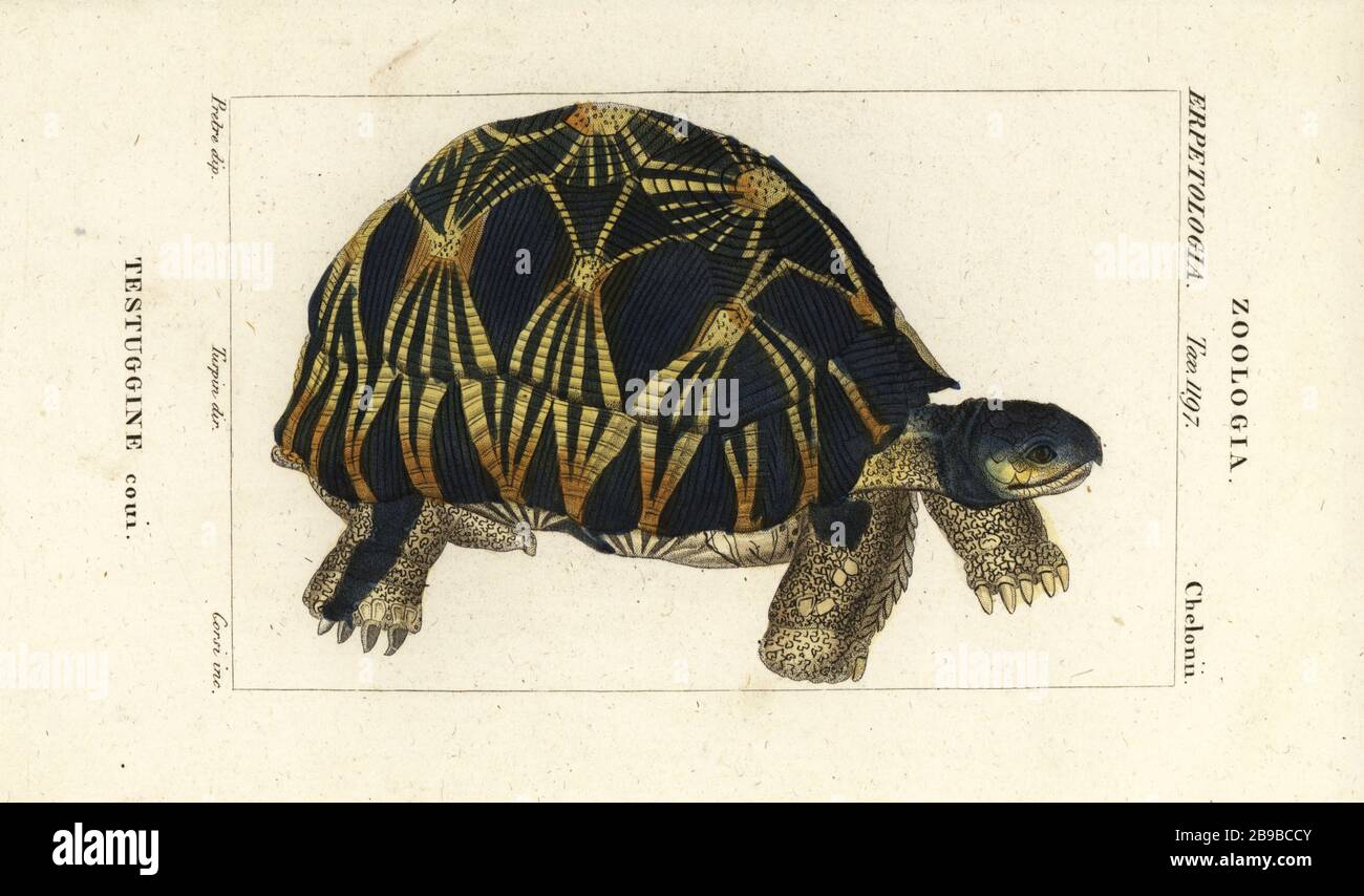 Abgestrahlte Schildkröte, Astrochelys radiata. Stark gefährdet. Testudo coui. Testuggine coui. Handfarbige Kupferstichgravur von Antoine Laurent de Jussieus Dizionario delle Scienze NATURALI, Wörterbuch der Naturwissenschaften, Florenz, Italien, 1837. Von Corsi gravierte Illustration, gezeichnet von Jean Gabriel Pretre und unter der Regie von Pierre Jean-Francois Turpin, herausgegeben von Batelli e Figli. Turpin (1775-1840) gilt als einer der größten französischen Botanischen Illustratoren des 19. Stockfoto