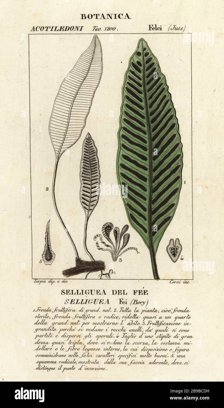 Seliguea feei fern. Selliguea del Fee, Selliguea fei. Handfarbige Kupferstichgravur von Antoine Laurent de Jussieus Dizionario delle Scienze NATURALI, Wörterbuch der Naturwissenschaften, Florenz, Italien, 1837. Von Corsi gravierte Illustration, gezeichnet von Jean Gabriel Pretre und unter der Regie von Pierre Jean-Francois Turpin, herausgegeben von Batelli e Figli. Turpin (1775-1840) gilt als einer der größten französischen Botanischen Illustratoren des 19. Stockfoto