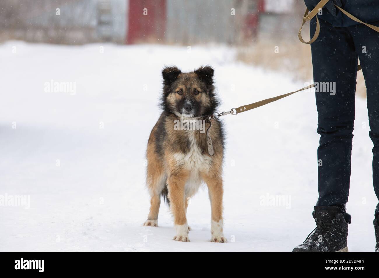 Mittelgroßer Hund mit dickem Schüttelmantel steht gerade auf dem Schnee und  blickt vorsichtig und aufmerksam in die Nähe des menschlichen Beins mit  Leine. Mann und sein Haustier Stockfotografie - Alamy