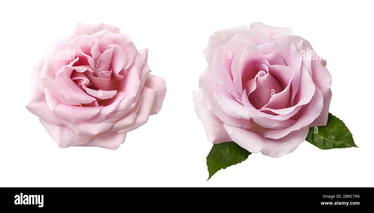 Set aus rosafarbenen Rosenblüten, isoliert auf weißem Hintergrund. Schöne zwei Rosen-Blumen. Stockfoto