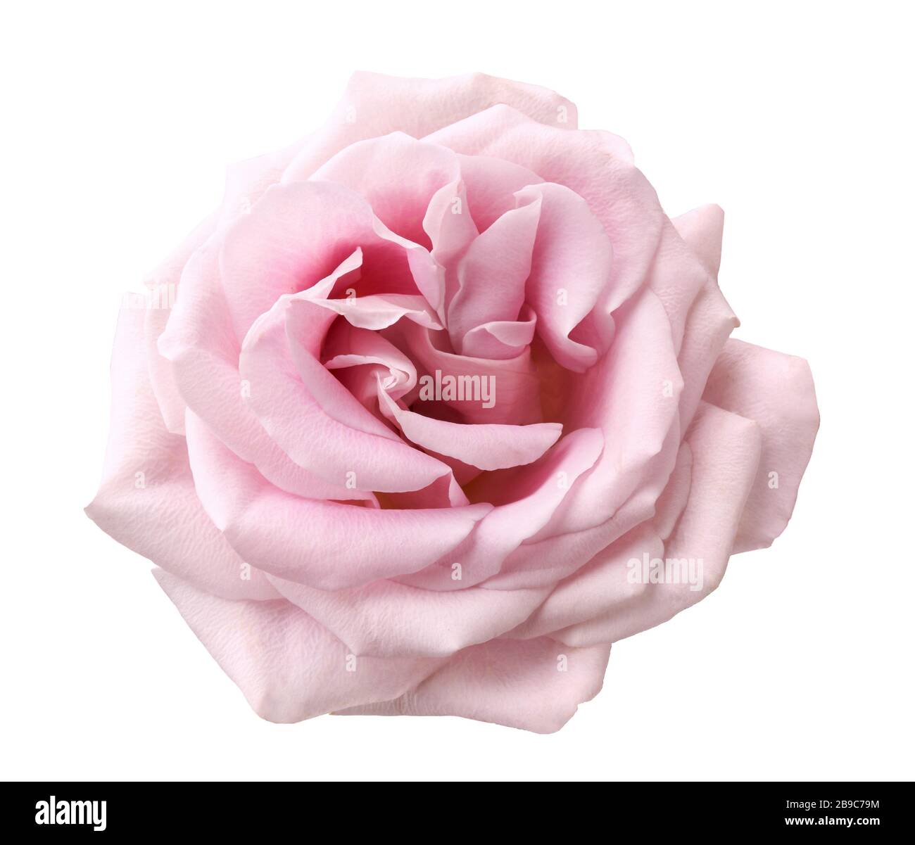 Schöne Rosenblüblume isoliert auf weißem Hintergrund. Stockfoto
