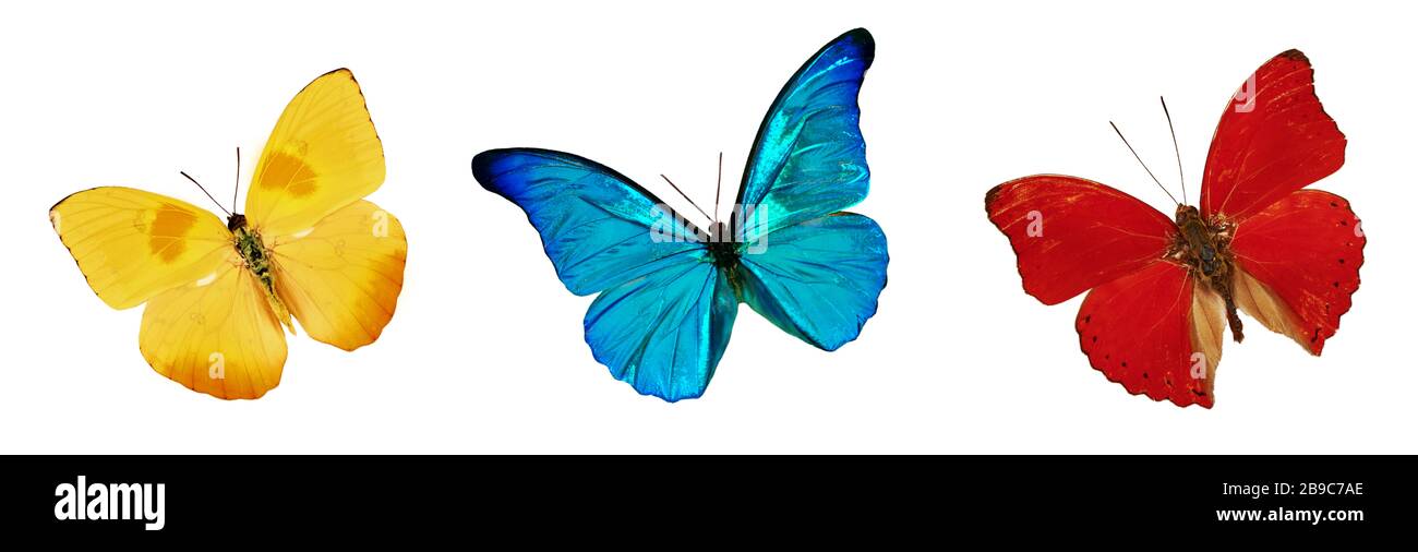 Set mit schönen blauen, gelben und roten Schmetterlingen. Cymothoe excelsa isoliert auf weißem Hintergrund. Schmetterling NYMPHALIDAE und Schmetterling Phoebis philea Stockfoto