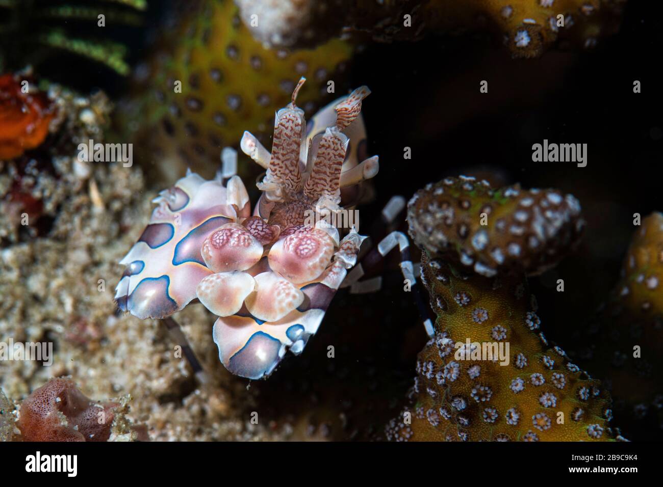 Eine Harlekingarnele versteckt sich unter Korallenschutt vor seinen Raubtieren. Stockfoto