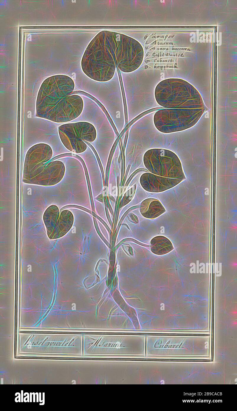 Mansoor (Asarum europaeum), hasel wurtel. / Asarum. / Cubaret. (Titel auf Objekt), Mansoor oder Haselwurzel. Nummeriert oben rechts: 308. Ganz oben der Name in sechs Sprachen. Teil des vierten Albums mit Blumen- und Pilzzeichnungen. Elftes von zwölf Alben mit Zeichnungen von Tieren, Vögeln und Pflanzen, die um 1600 bekannt wurden, im Auftrag von Kaiser Rudolf II Mit Erklärung auf Niederländisch, Latein und Französisch, Anselmus Boetius de Boodt, 1596 - 1610, Papier, Aquarell (Farbe), Deckfarbe, Kreide, Tinte, Stift, h 260 mm × w 165 mm, von Gibon neu vorstellbar, Design von warmem, fröhlichem Leuchten von Helligkeit und Lichtstrahlen Stockfoto