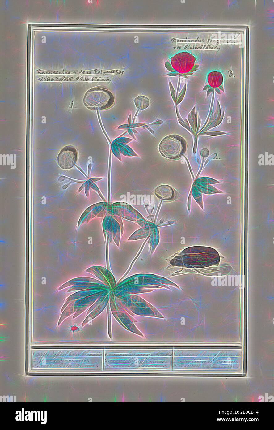 Ranunculus (Ranunculus), 1. weisse Würfel butter Blumen 2. Die andere Art.  3. Red Butter Bloeme. /1, Ranunculus niveus polyganthos 2. ranunculus  Niveus verändern. 3. Sanguineus ranunculus. / 1. Babykörbchen Blanc ein  fleur