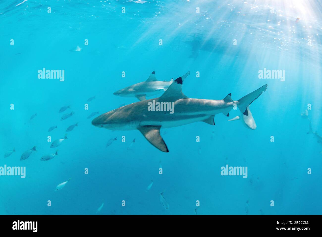 Jugendliche Schwarzspitzenhaie patrouillieren in den Gewässern um Rangiroa-Atoll, Tahiti. Stockfoto