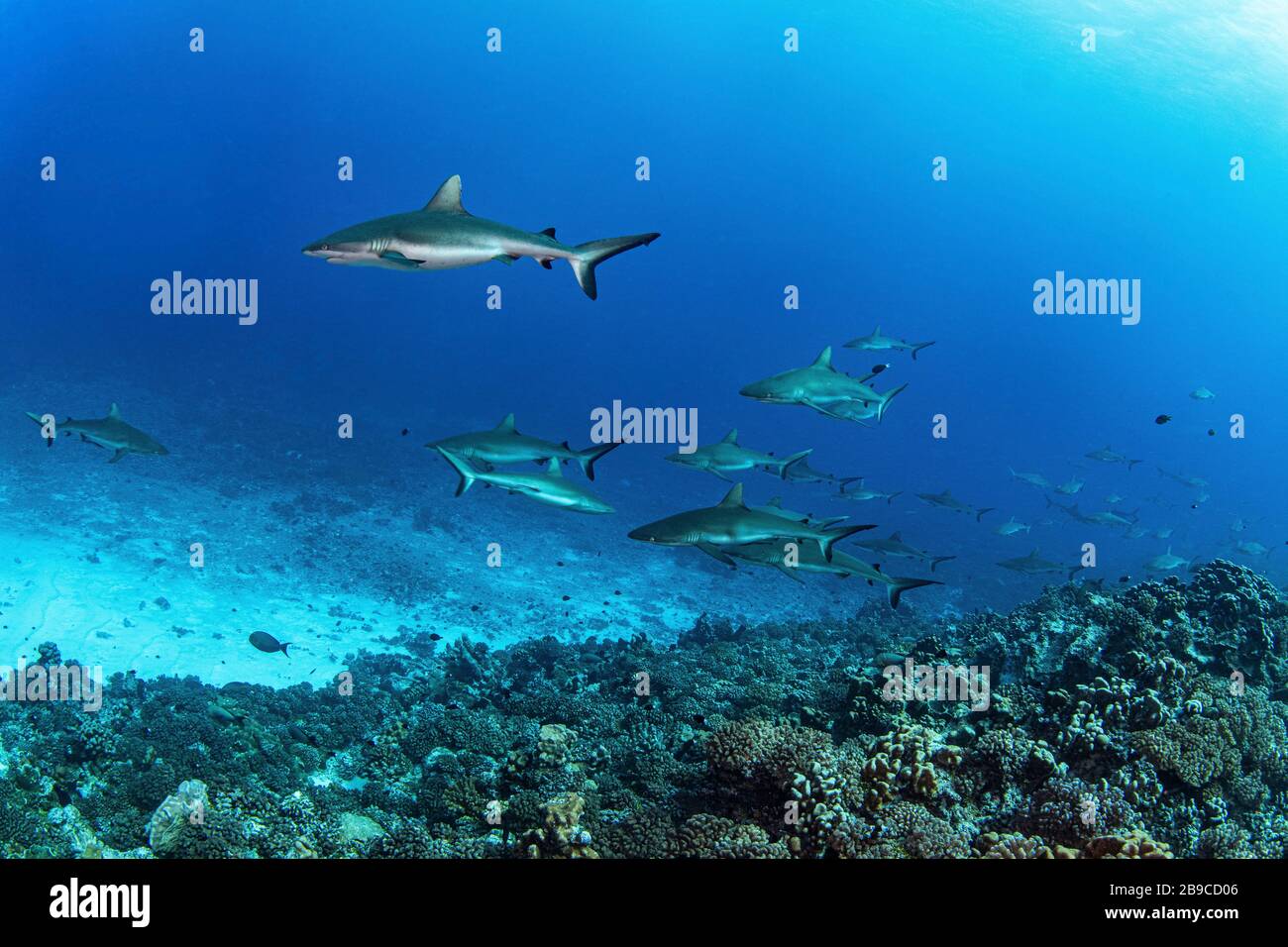 Haie schwimmen im Strom des Südpasses im Fakarava-Atoll, Französisch-Polynesien. Stockfoto