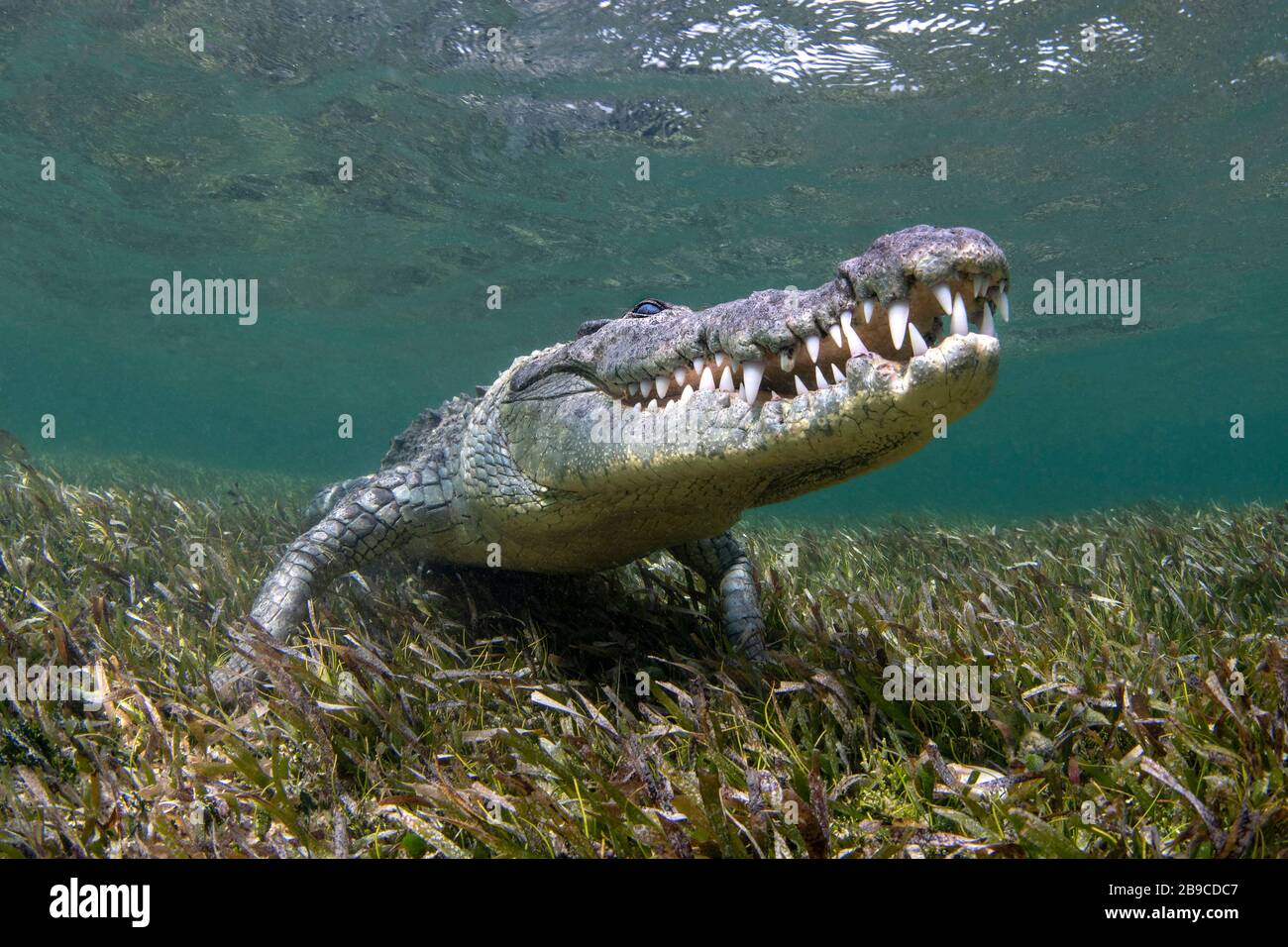 Ein Krokodil, das auf einem Bett aus Gras, Karibik, Mexiko ruht. Stockfoto