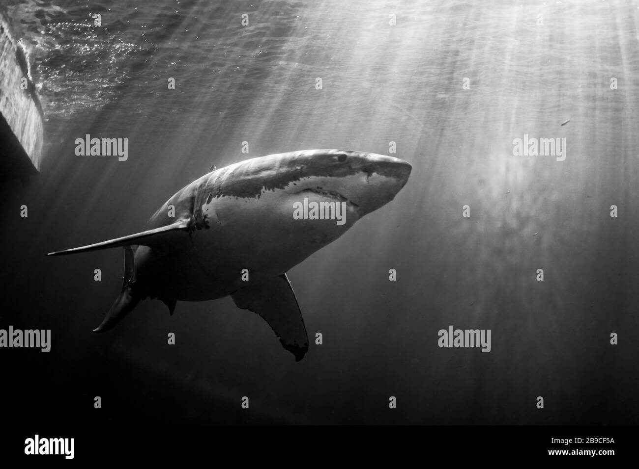 Schwarz-Weiß-Porträt eines großen weißen Hais. Stockfoto