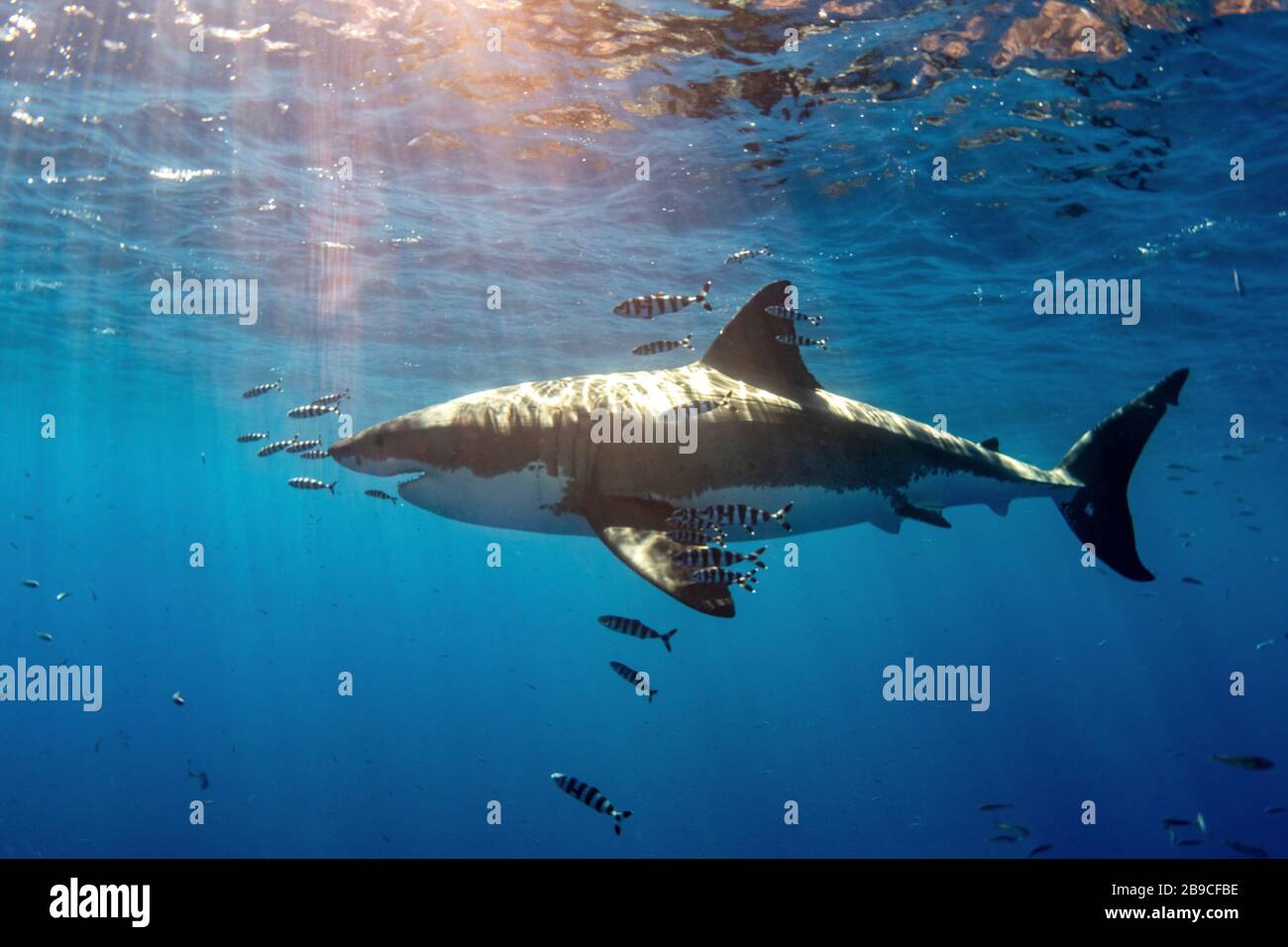 Ein weißer Hai mit Pilotenfischen schwimmt unter warmen Sonnenstrahlen. Stockfoto