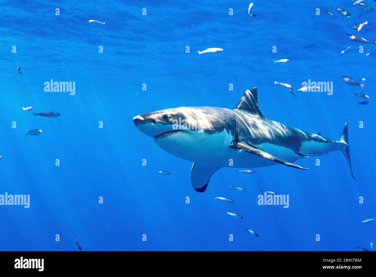 Great White Shark auf Guadalupe Island, Mexiko. Stockfoto