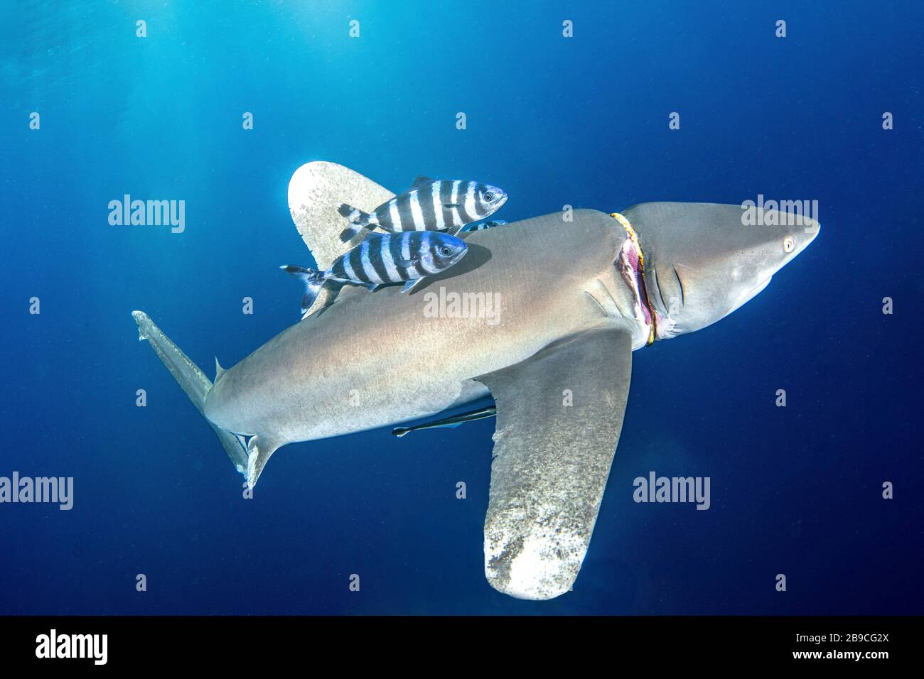 Ein ozeanischer Weißbauchhai leidet unter dem Gummiregulierhalter eines Tauchers um den Hals. Stockfoto