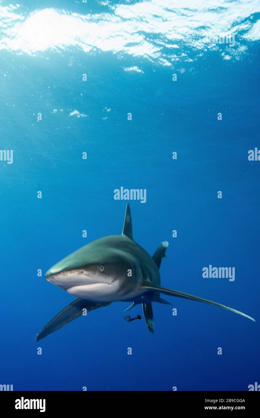 Ein Hai schwimmt unter der Oberfläche mit der Sonne am Rücken, dem Roten Meer. Stockfoto