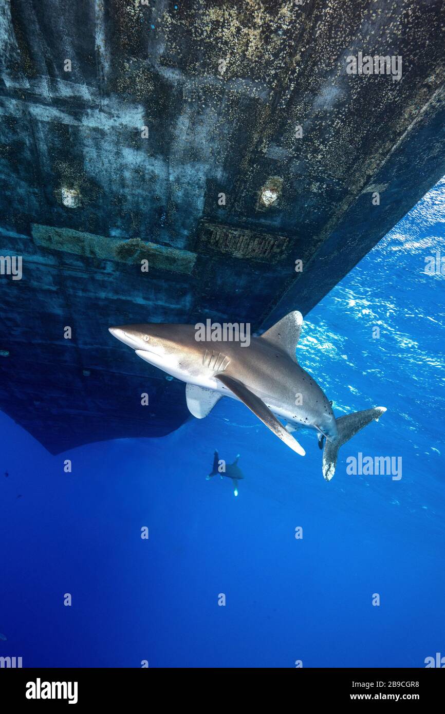 Haie kreisen unter einem Boot, dem Roten Meer. Stockfoto