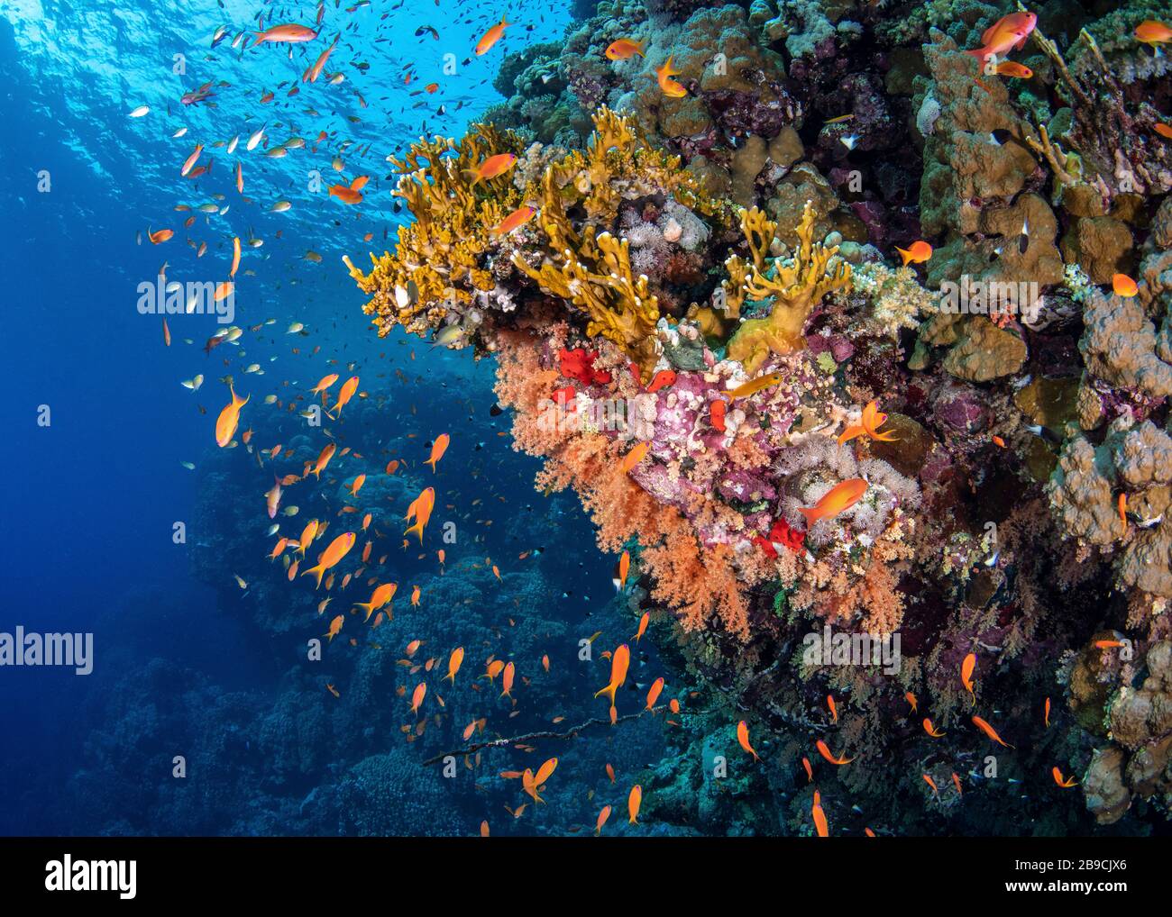 Ein Riff mit weichen Korallen und Feuerkorallen bewohnt Anthias und andere Fische, das Rote Meer. Stockfoto
