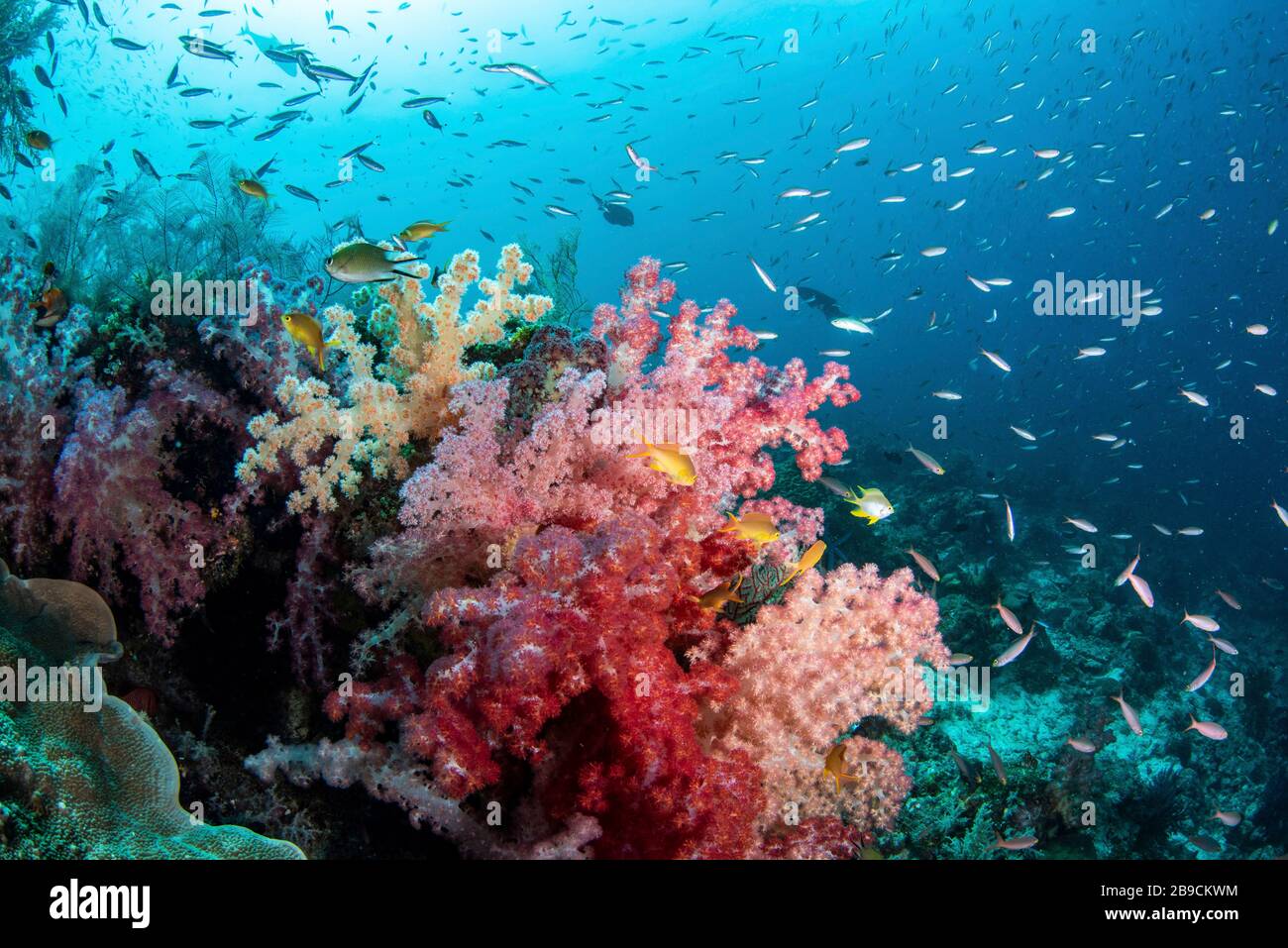 Ein gesundes Riff mit weichem Korallen- und Rifffisch, Raja Ampat, Indonesien. Stockfoto