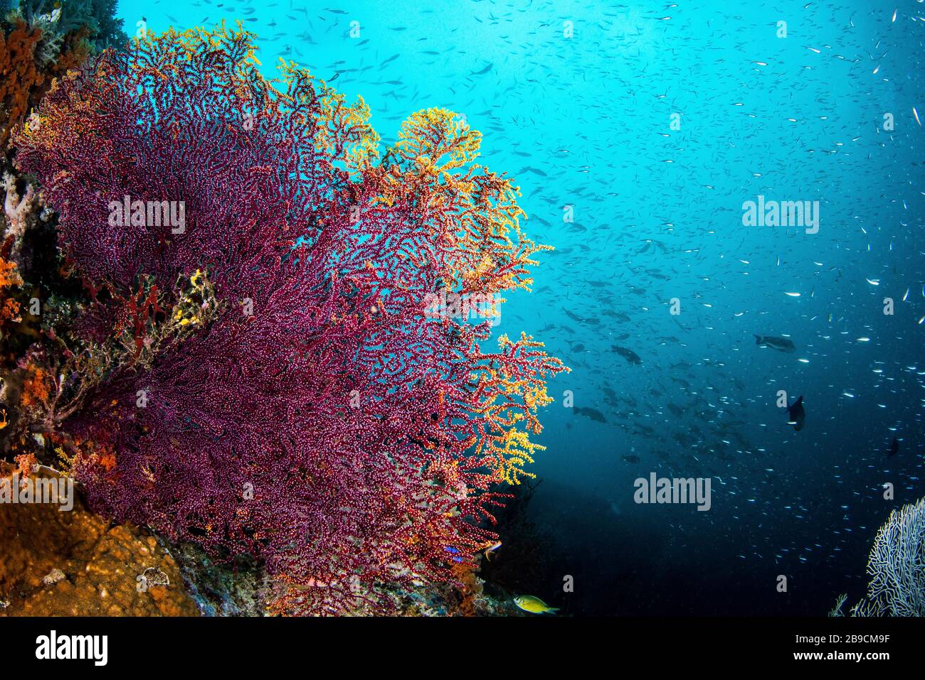 Ein Korallenriffe mit einer gesunden Schule von Rifffischen, Raja Ampat, Indonesien. Stockfoto