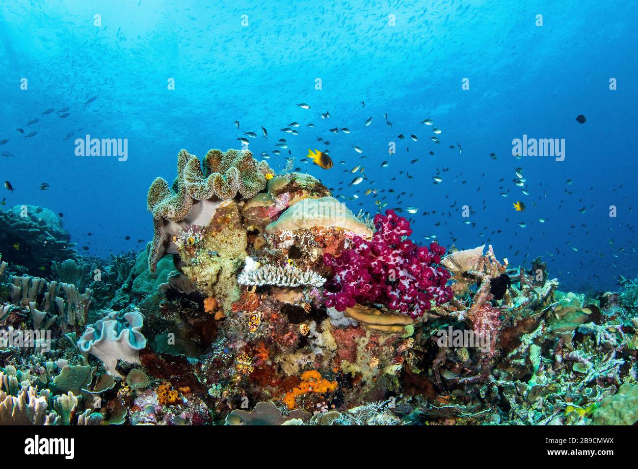 Schulen von Rifffischen dart über einem Korallenriffe, Raja Ampat, Indonesien. Stockfoto