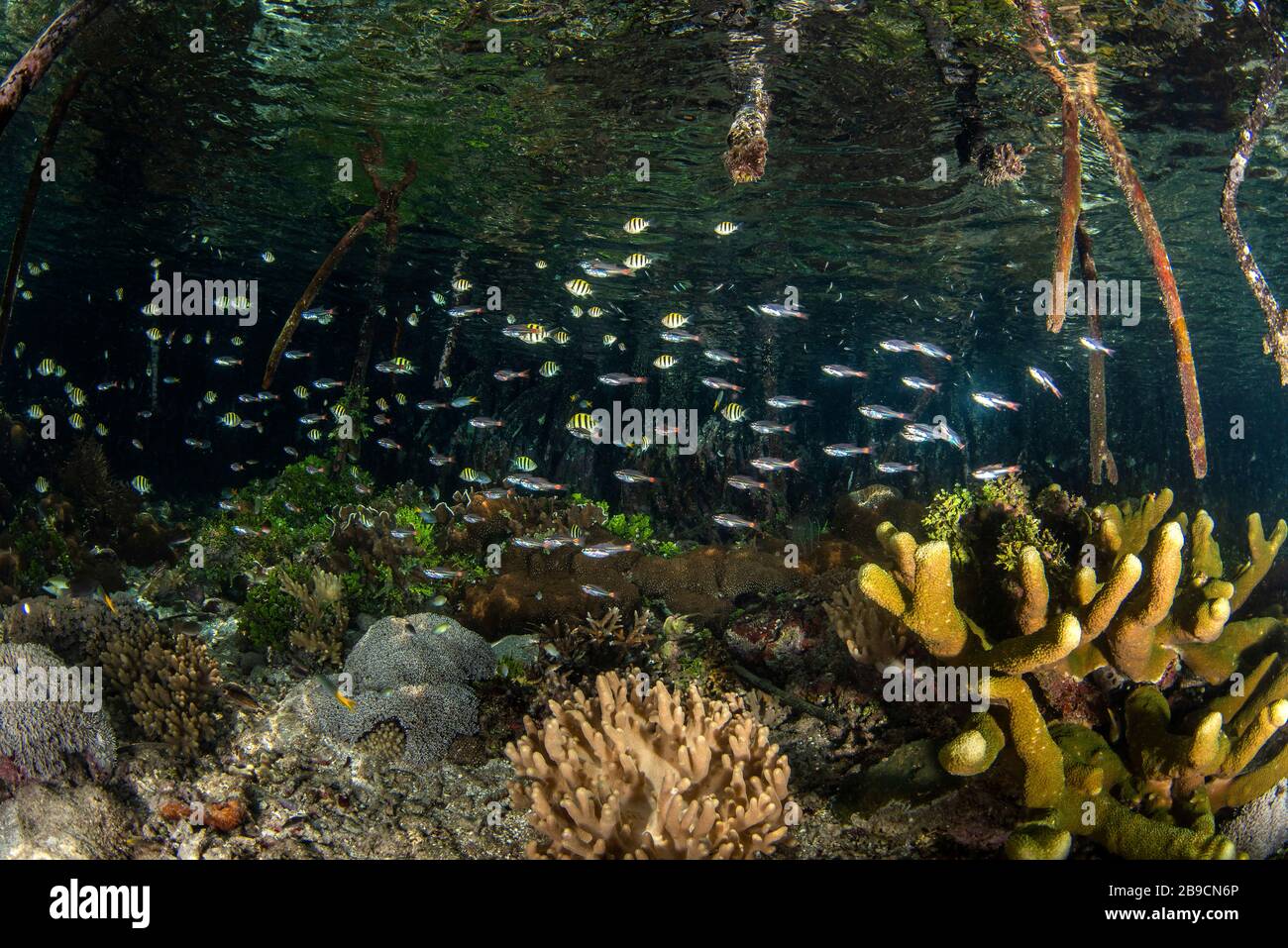 Unter den Mangrovenwurzeln gibt es einen sicheren Hafen für kleine Fische, Raja Ampat, Indonesien. Stockfoto