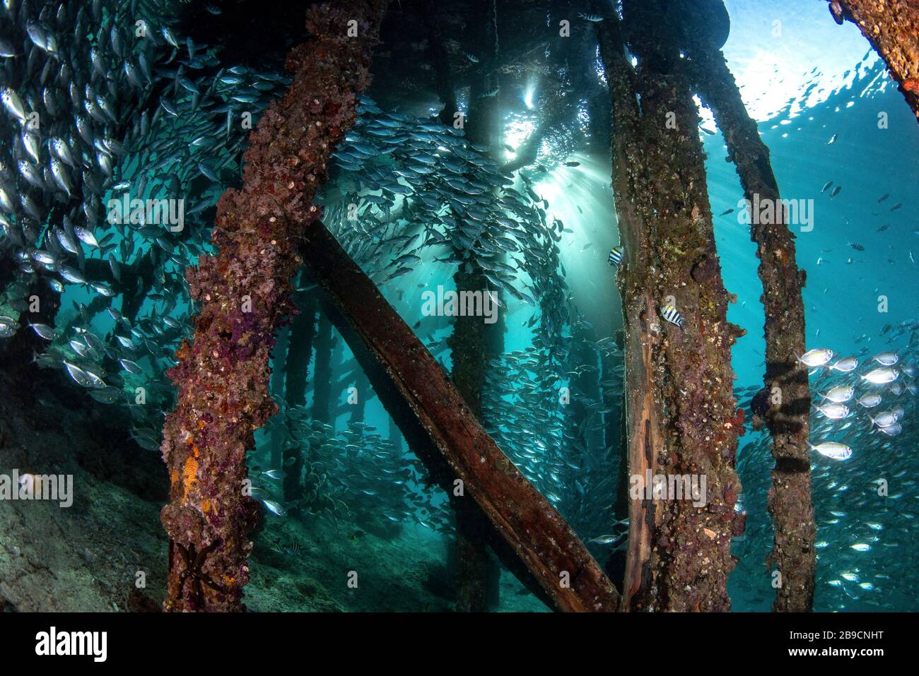 Eine Schule von Betrügern webt um die Pfähle eines Stegs in Raja Ampat, Indonesien. Stockfoto