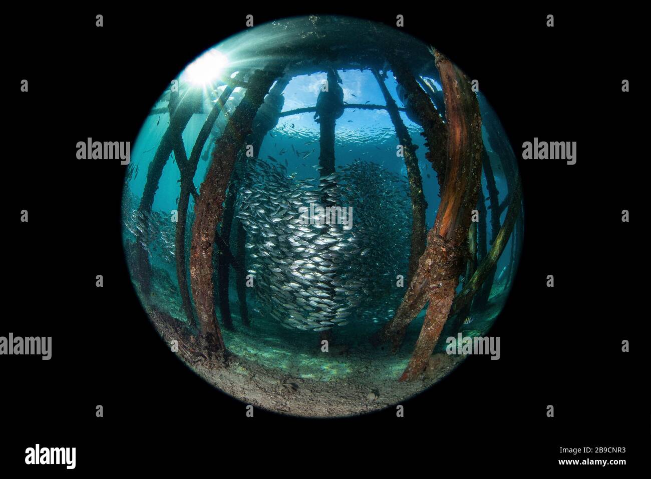 Eine Schule von Skaten weben in und aus den Pylonen unter einem Pier. Stockfoto
