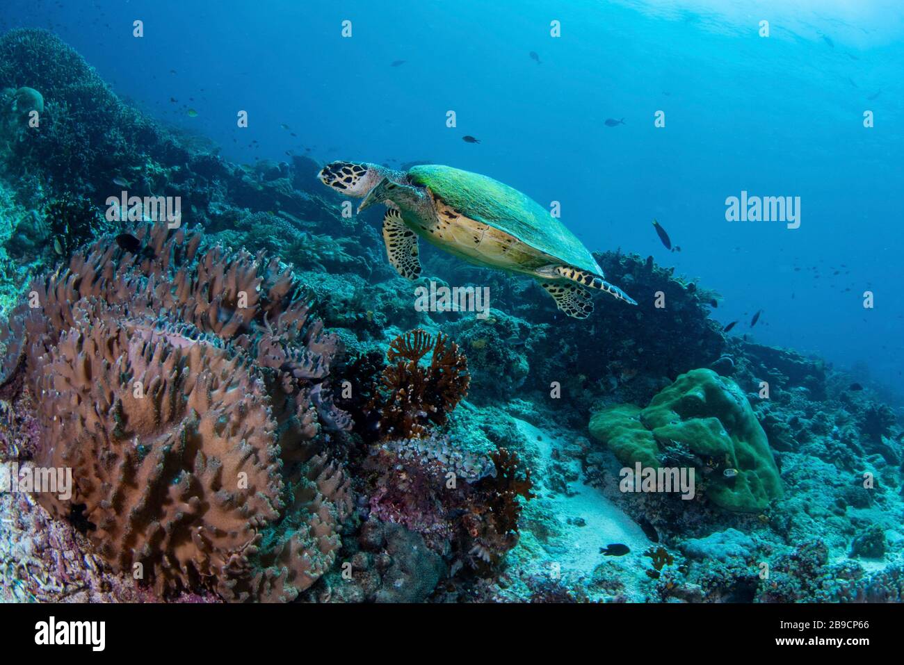 Eine Schildkröte mit Faltenschildkröte schwimmt ein Korallenriffe, Raja Ampat, Indonesien. Stockfoto