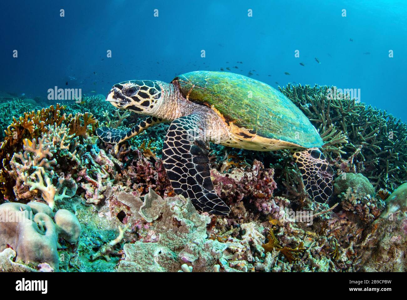 Eine Schildkröte mit Faltenschildkröte ruht auf einem Korallenriffe, Raja Ampat, Indonesien. Stockfoto