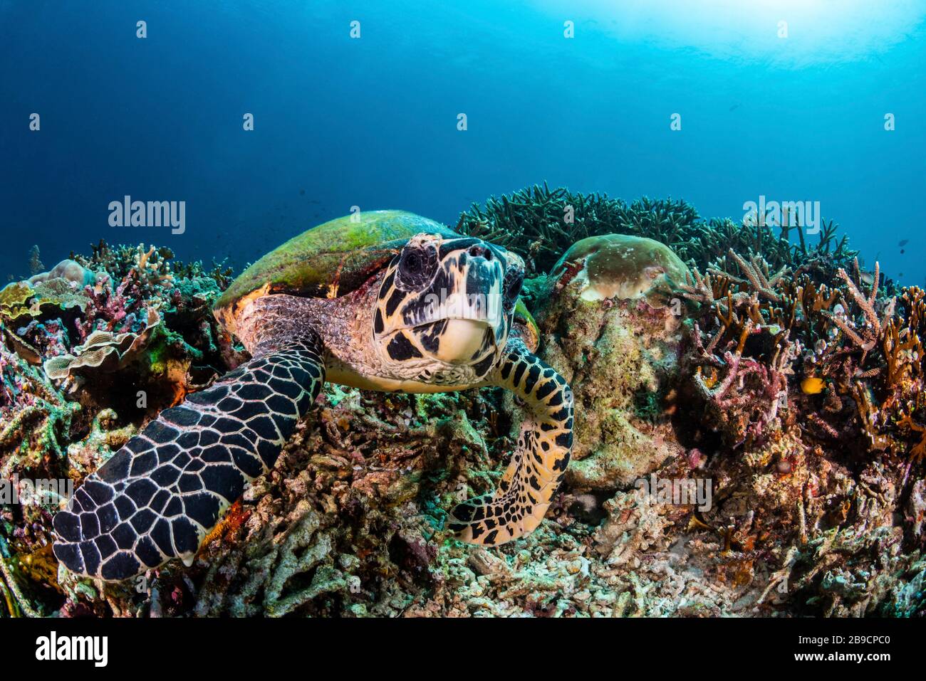 Eine grüne Meeresschildkröte verforst auf einem Korallenriffe nach Nahrung. Stockfoto