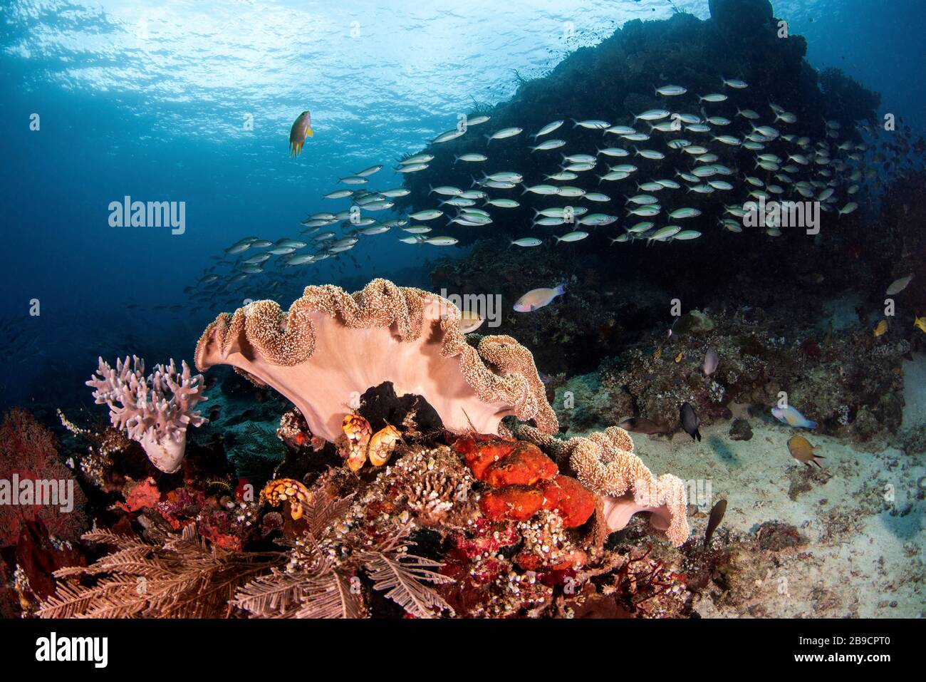 Eine Fischschule schwimmt über ein Korallenriffe in Raja Ampat, Indonesien. Stockfoto