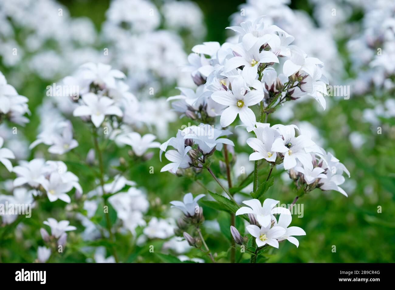 Weiße Blumen der Campanula Lactiflora Assendon Pearl, auch bekannt als milchige Glockenblume "Assendon Pearl" Stockfoto