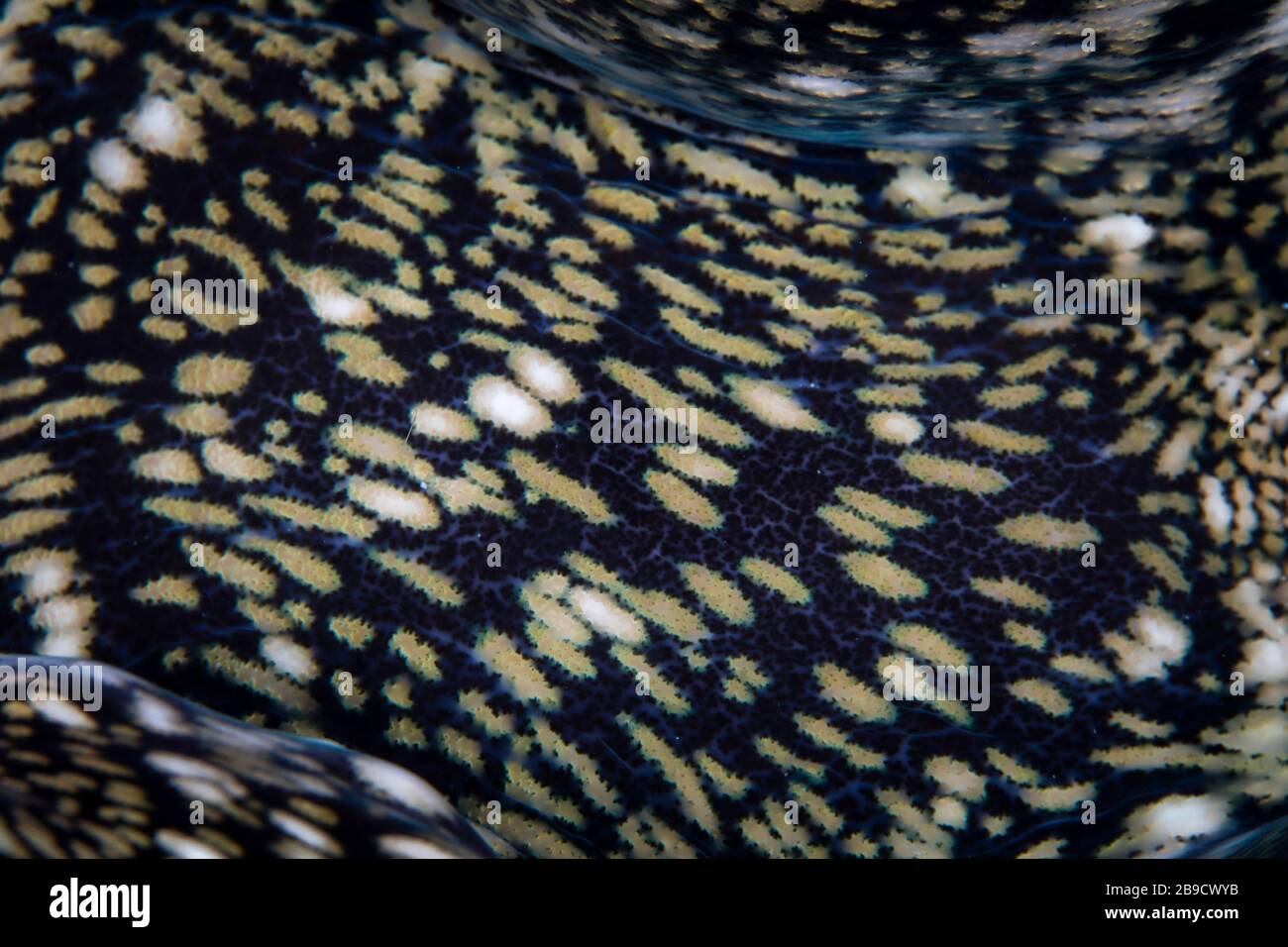 Detail des Mantels auf einer riesigen Klamm, Tridacna derasa. Stockfoto